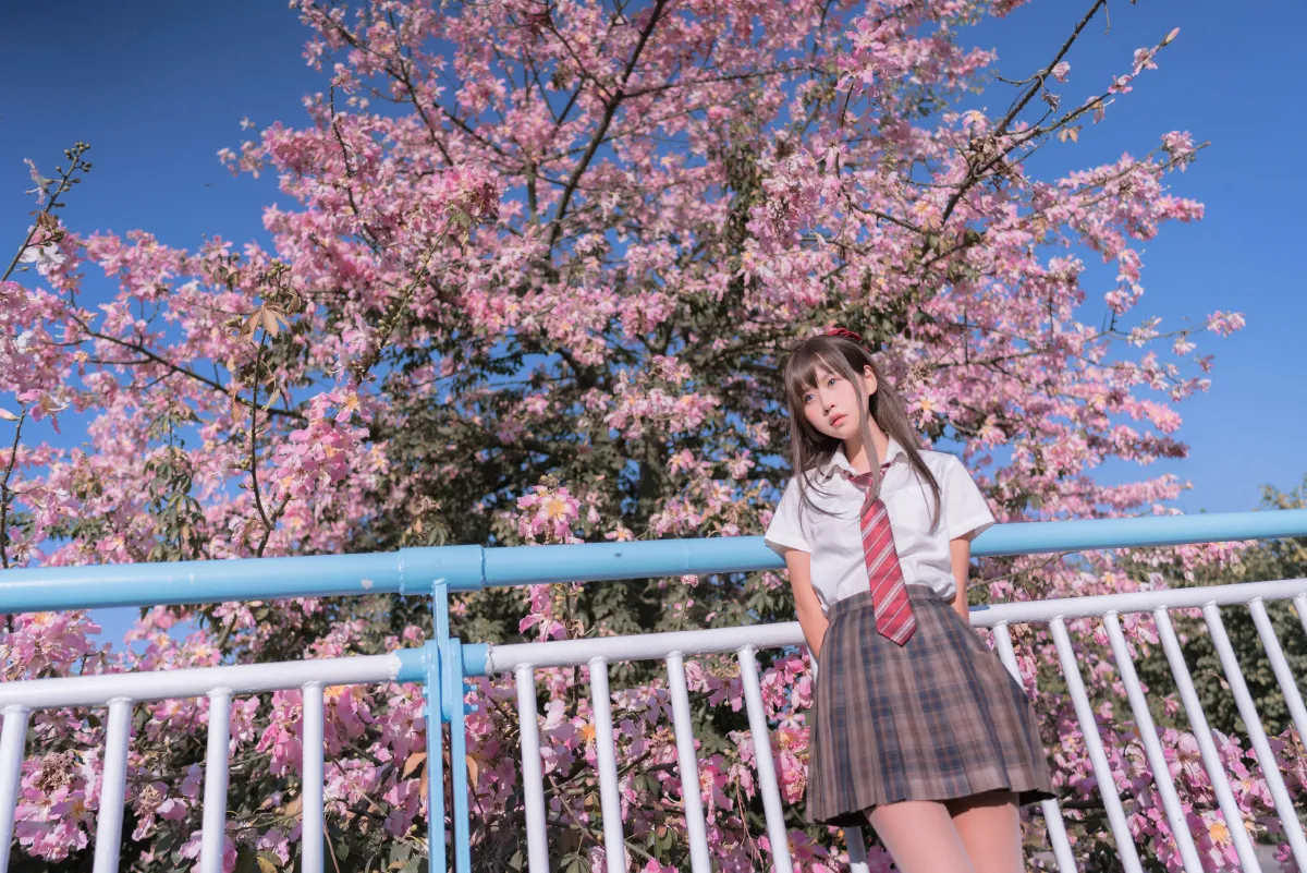 异木棉花2