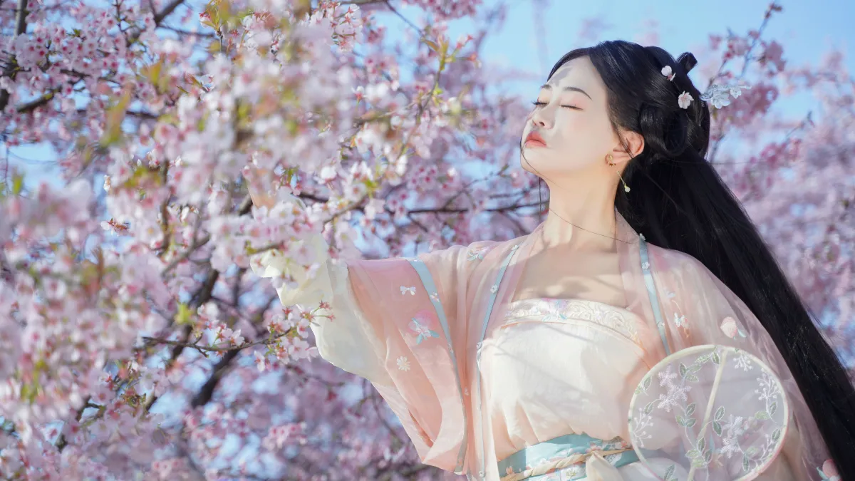 樱之花2