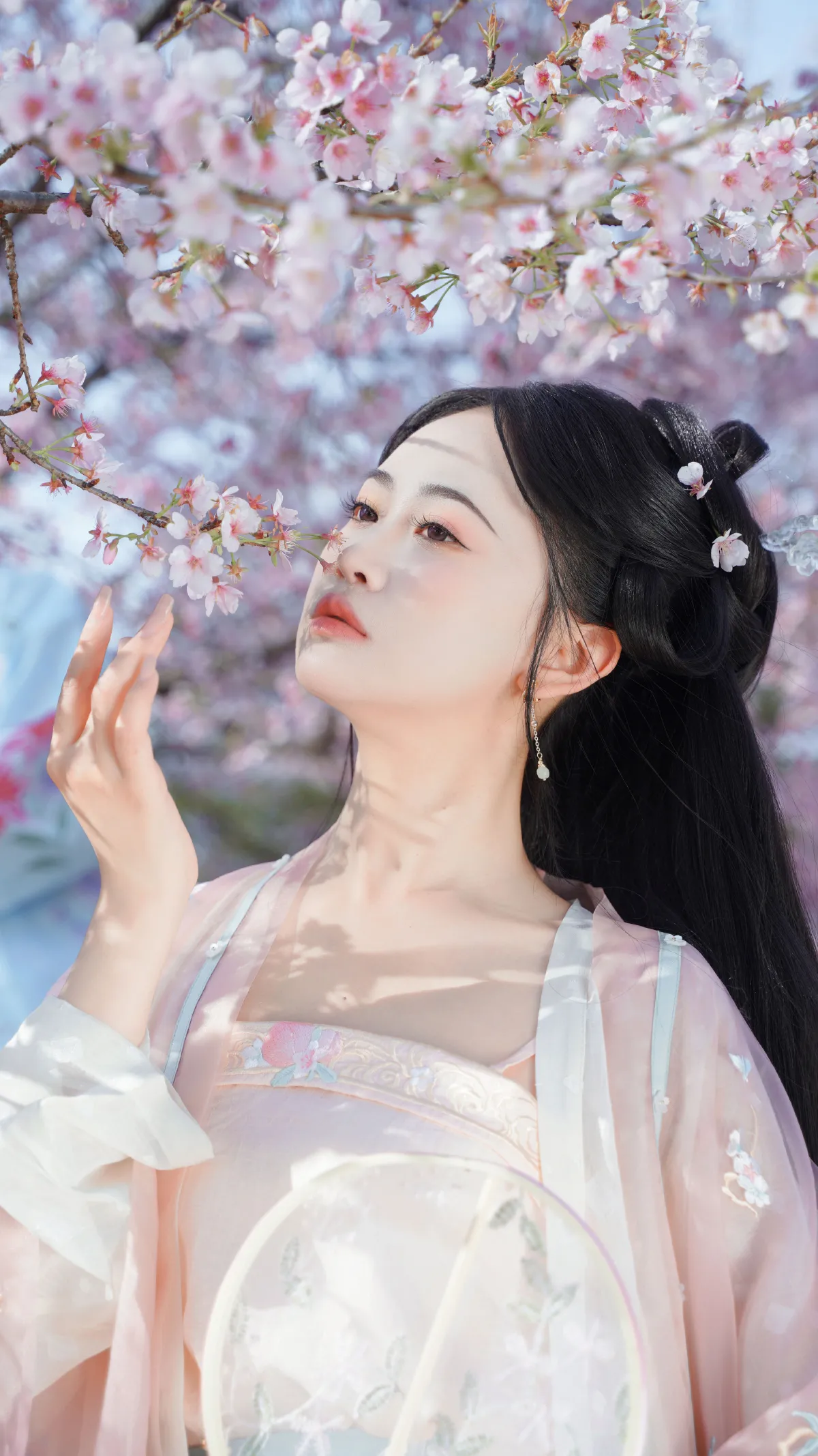 樱之花