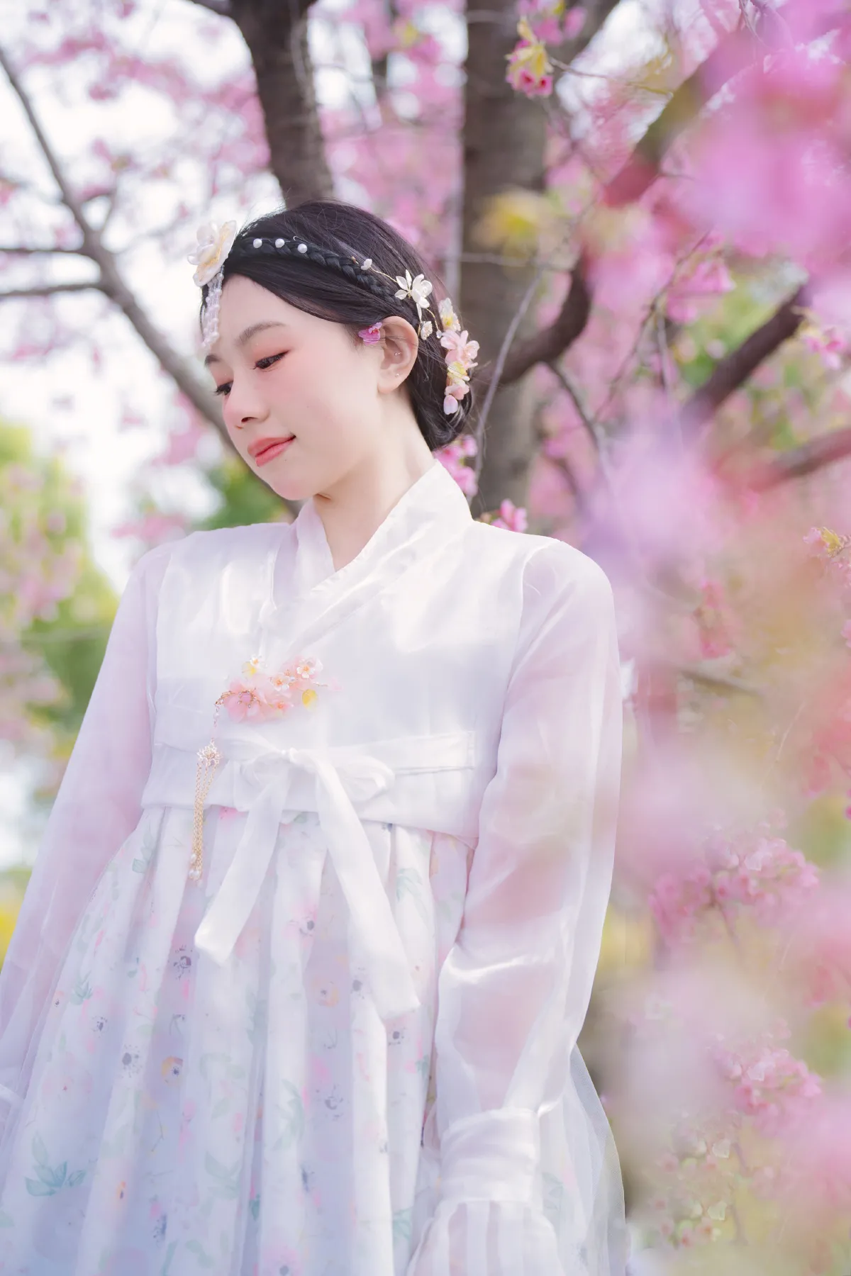 延边公主樱花祭