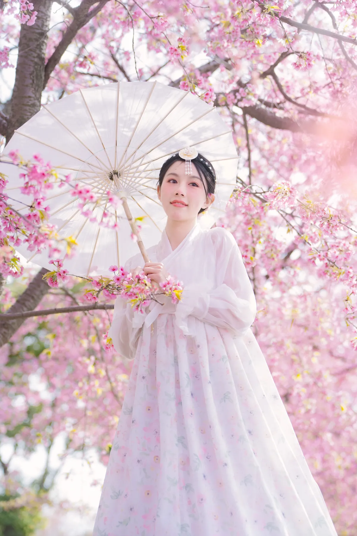 延边公主樱花祭