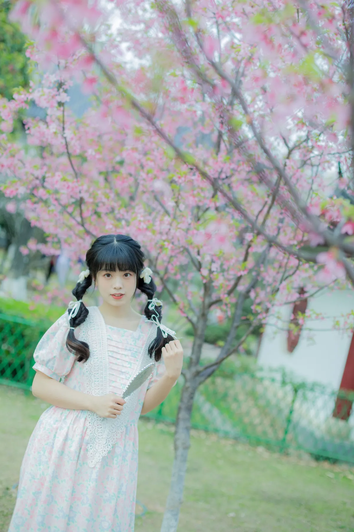 春日樱花记忆