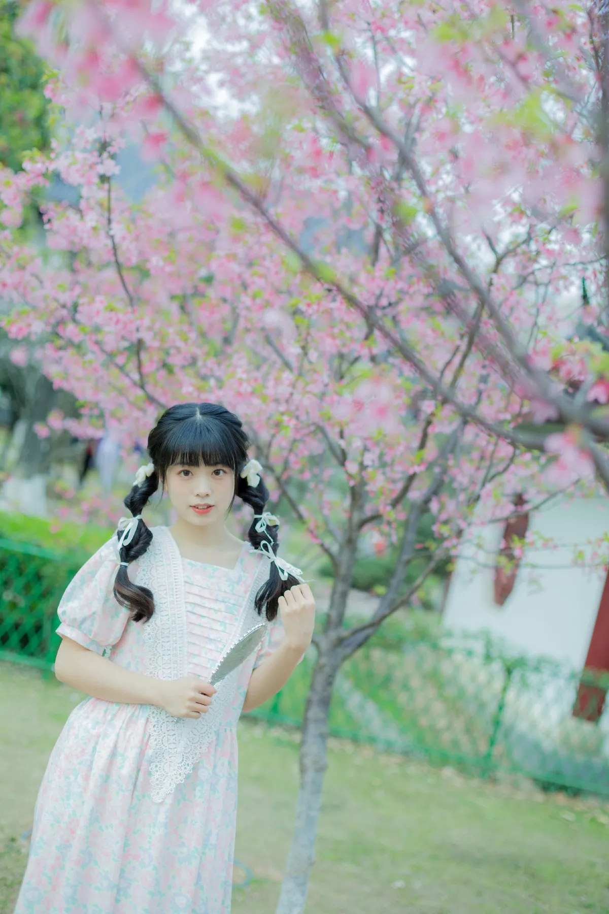 春日樱花记忆1