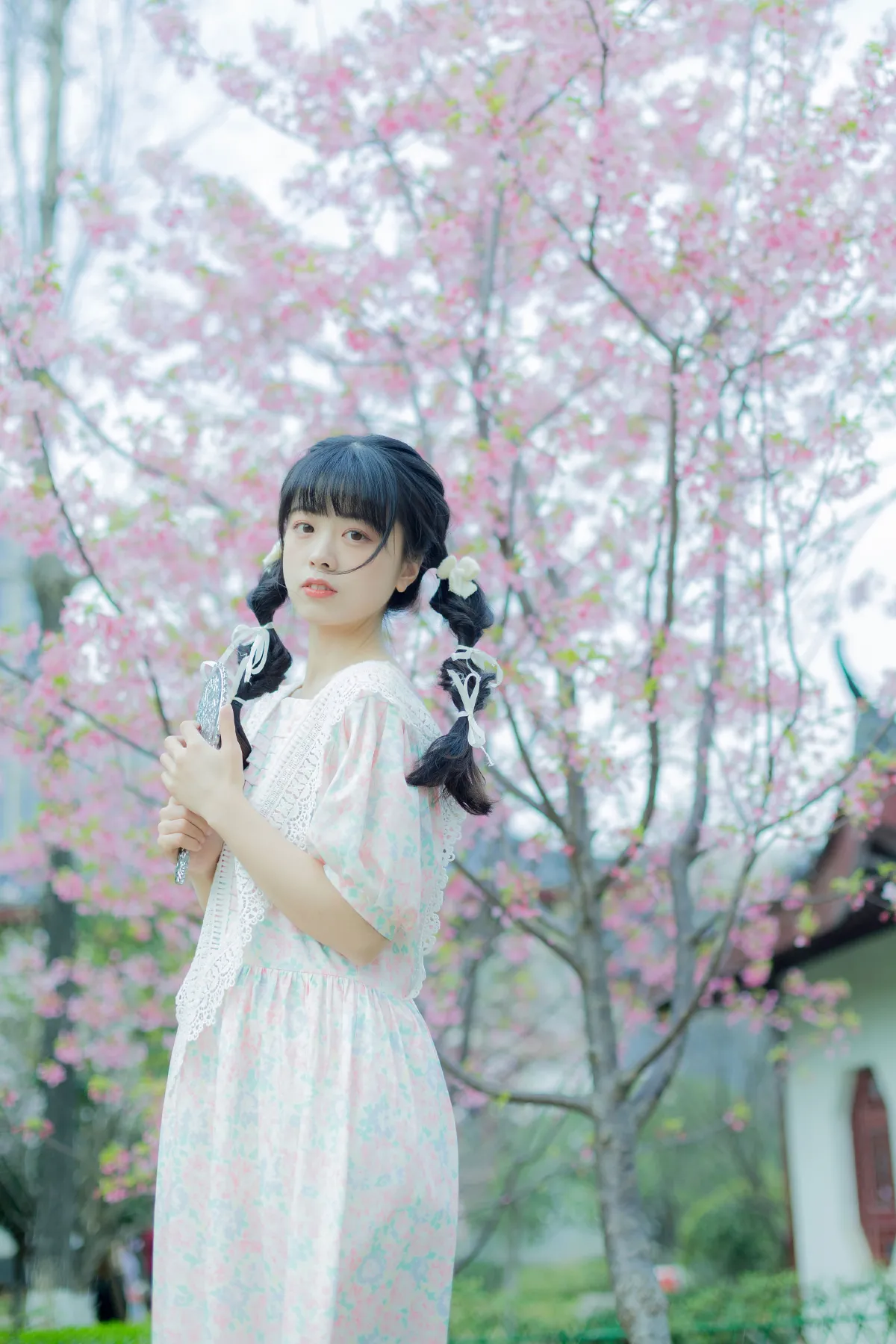 春日樱花记忆