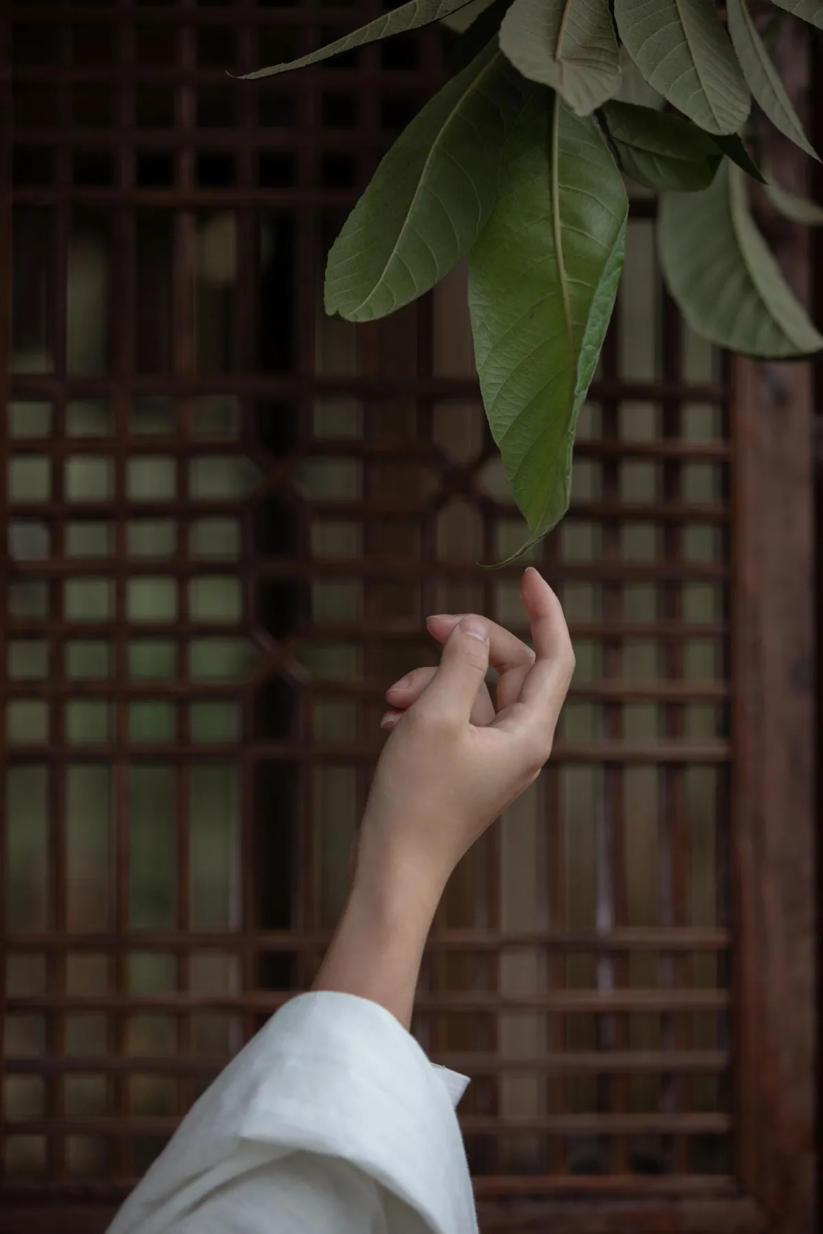 庭有枇杷树