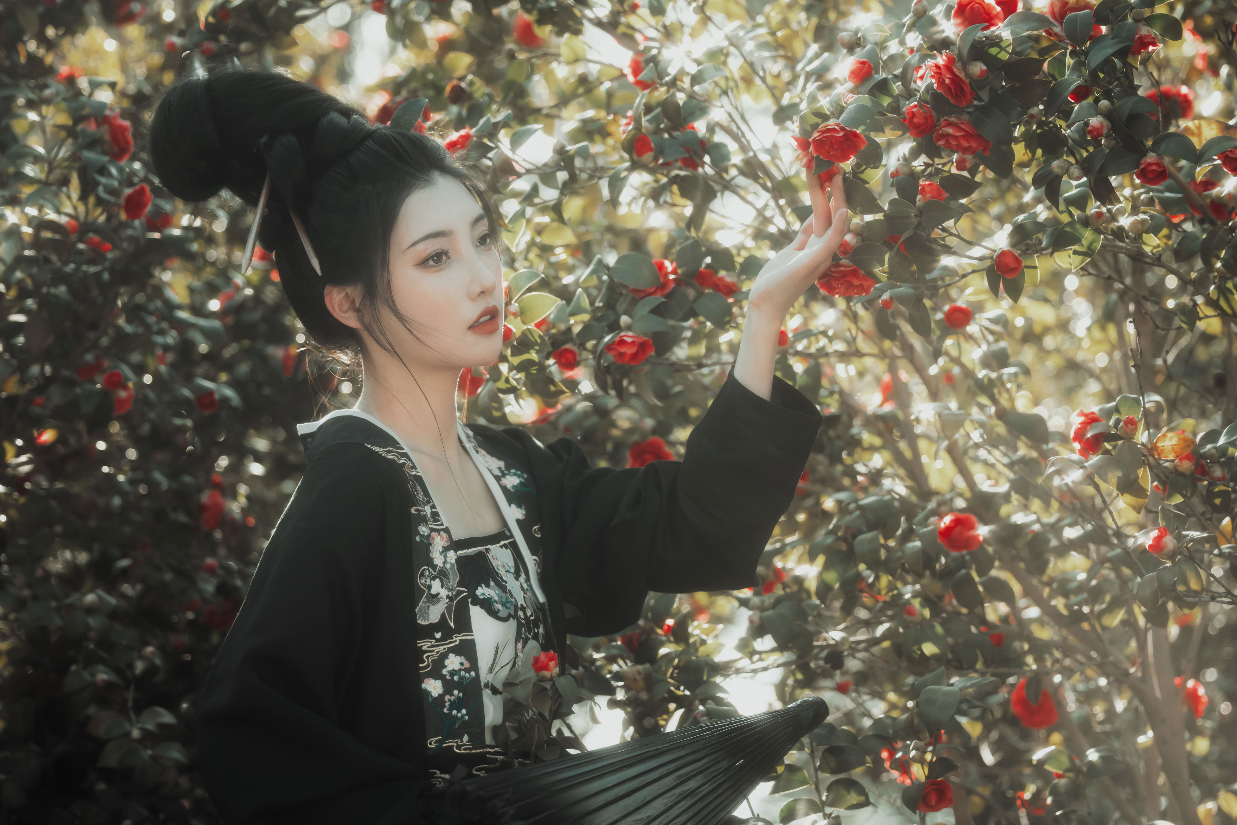 山茶不懂红玫瑰