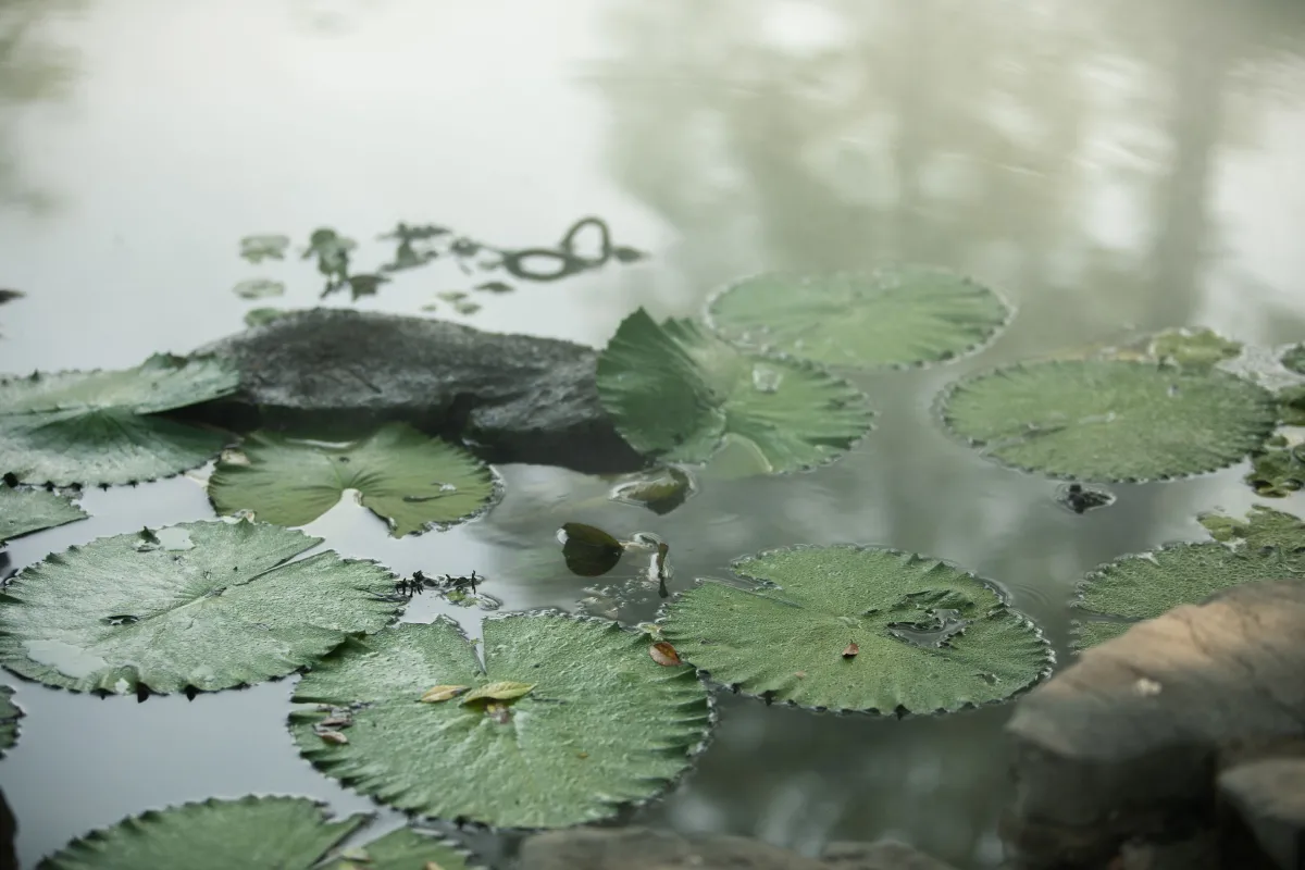 夏意