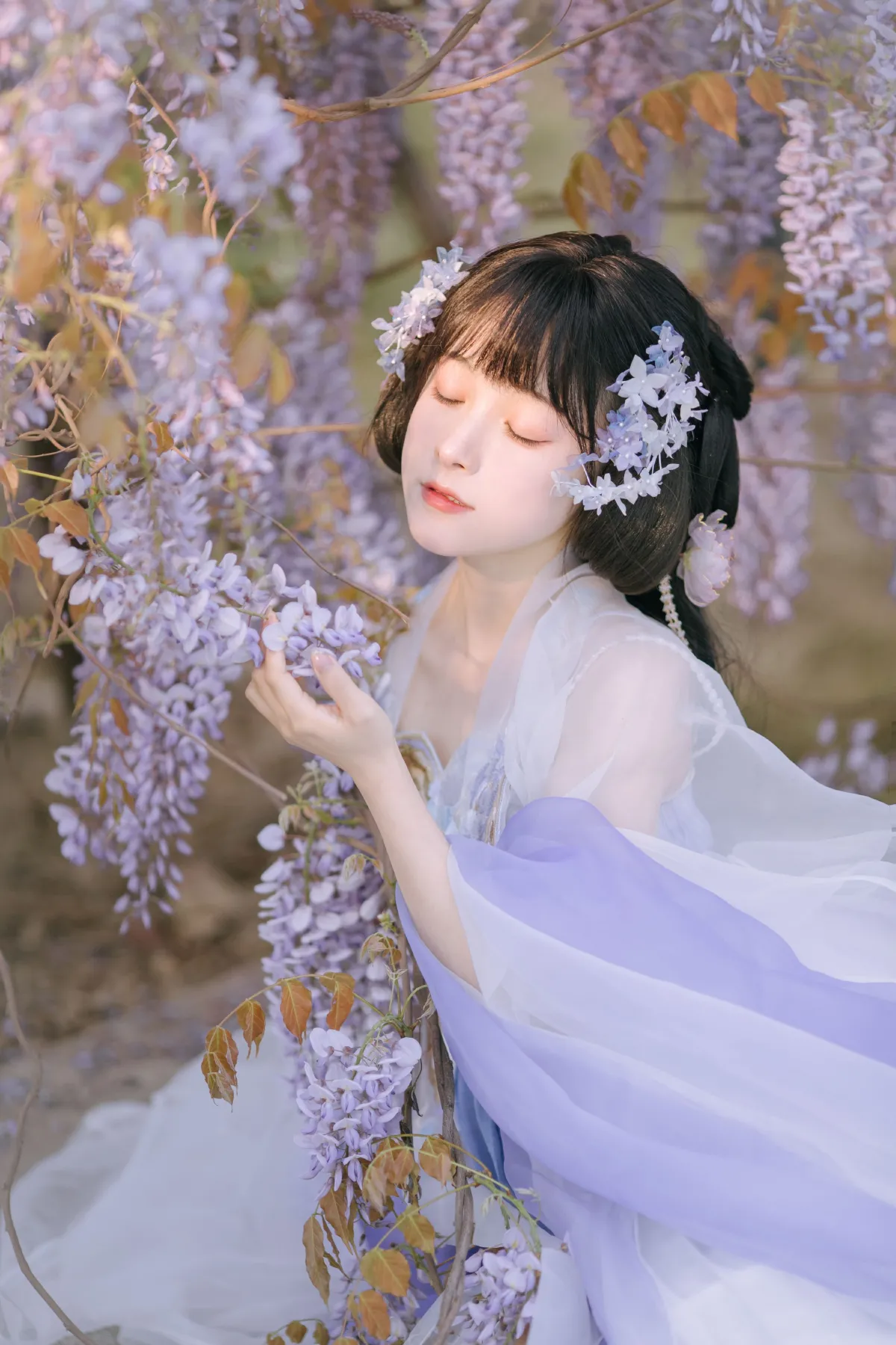 紫藤小花仙2