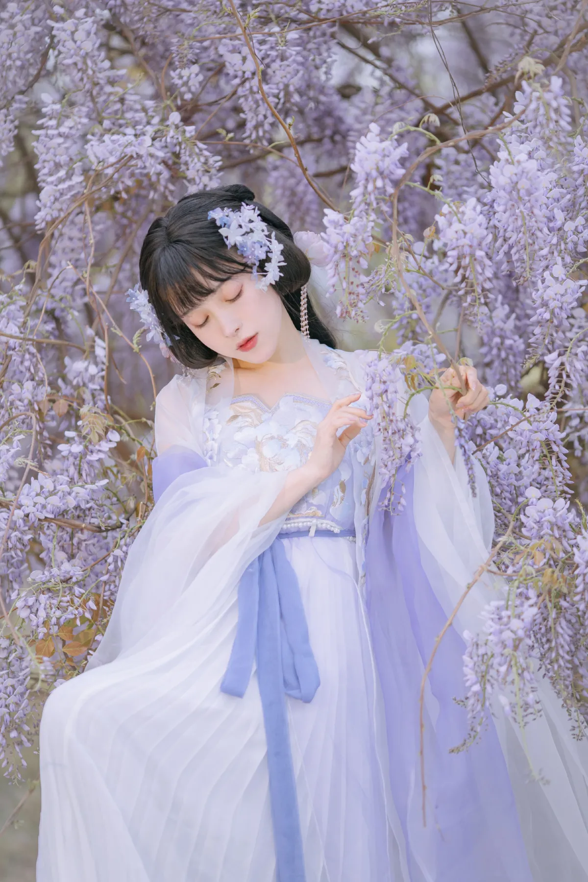 紫藤小花仙3