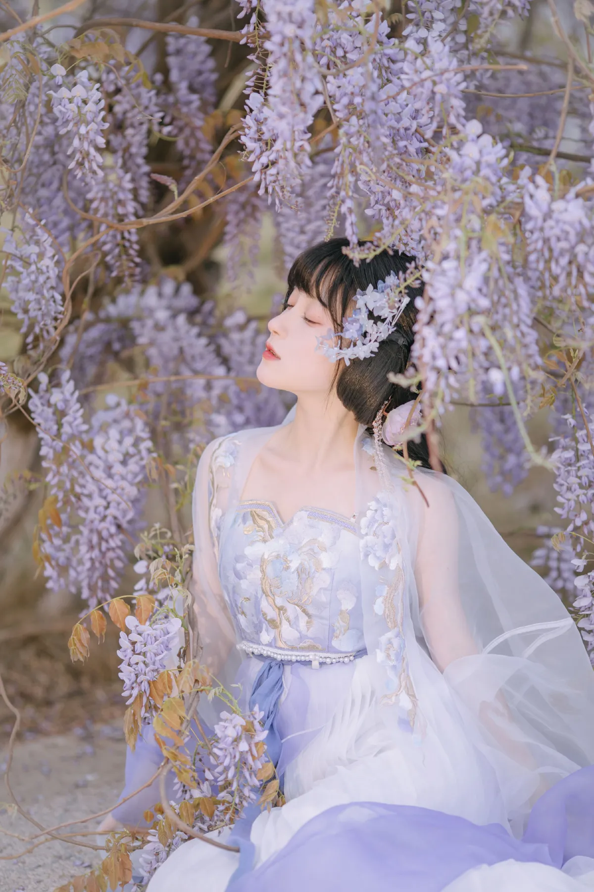 晓山青_麻辣孔雀《紫藤小花仙》美图作品图片4