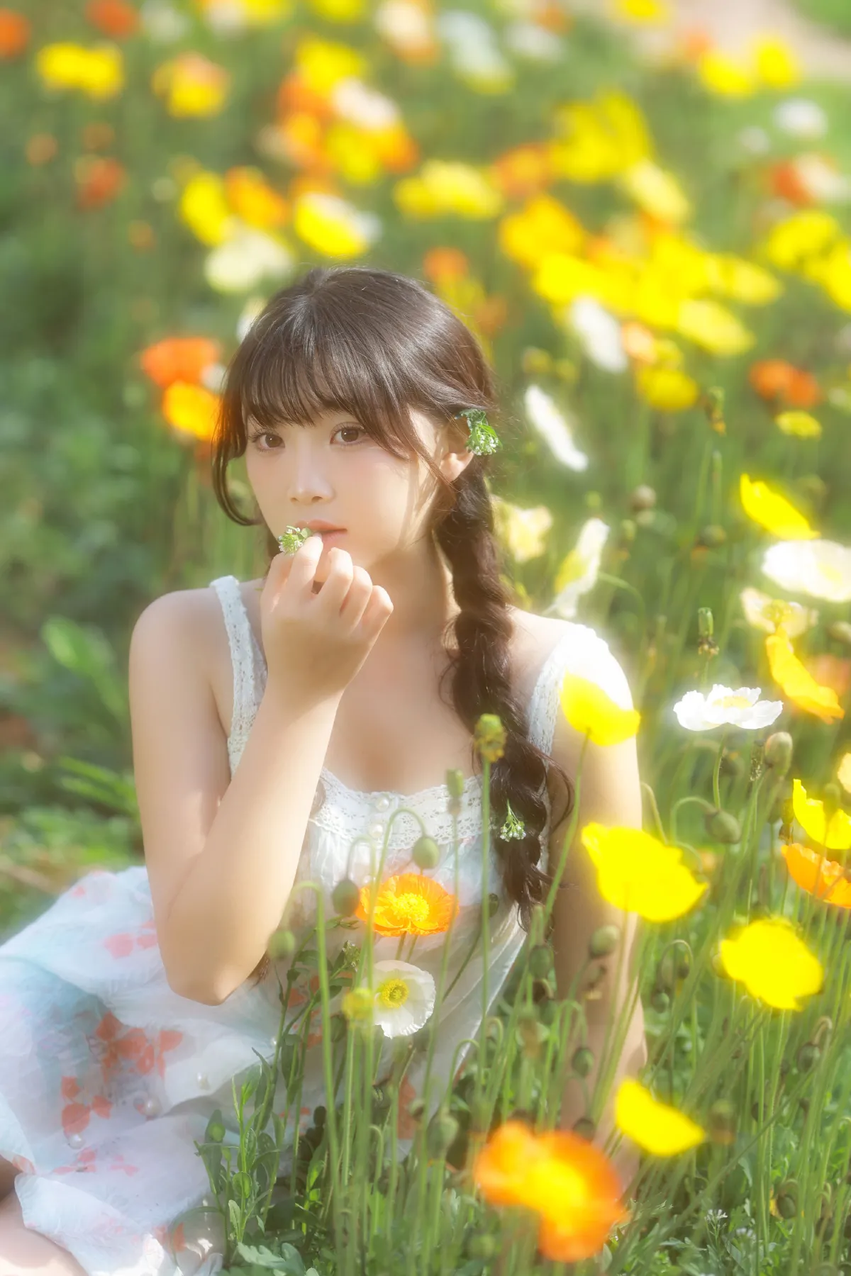 虞美人开满的山坡3