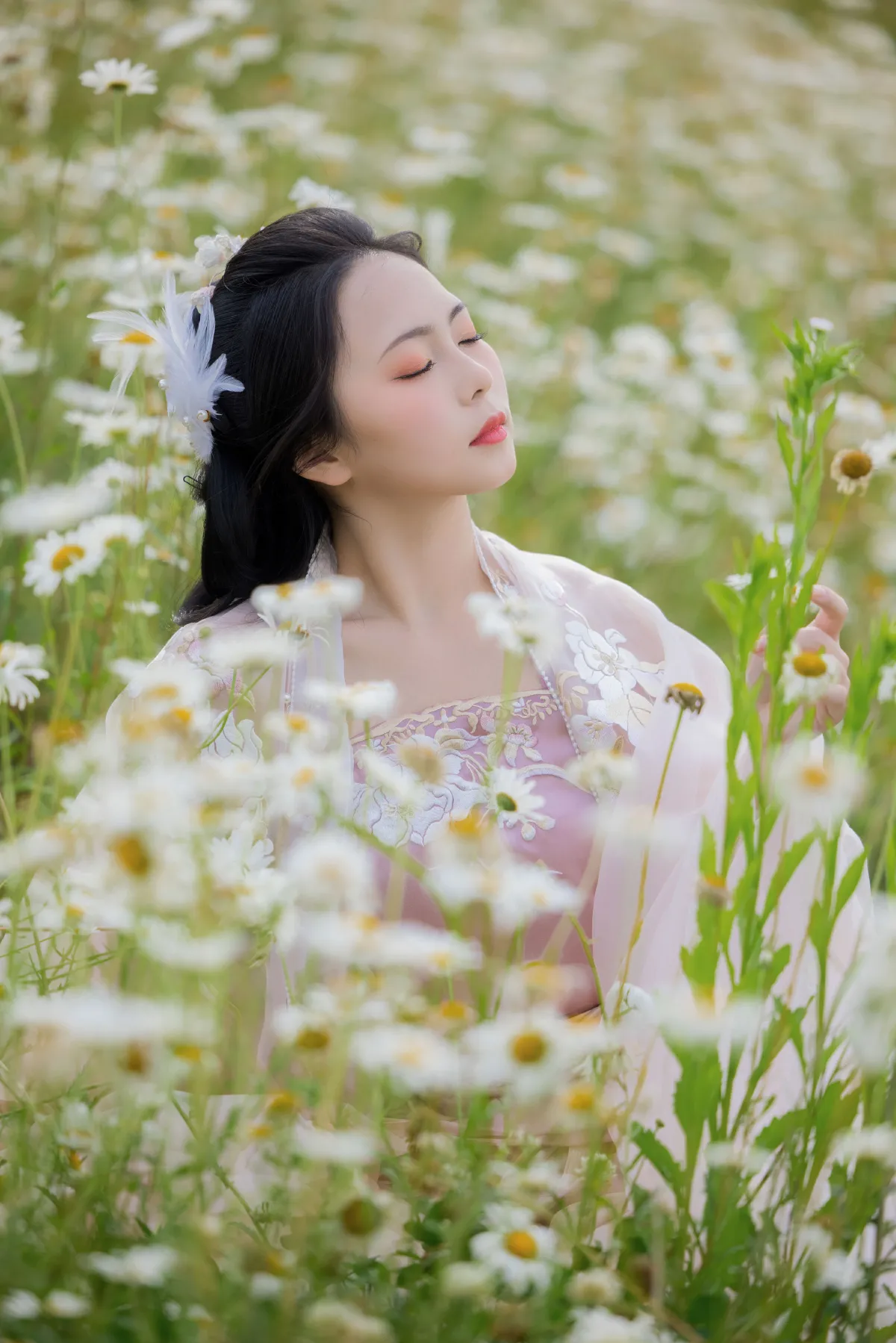 雏菊花海1