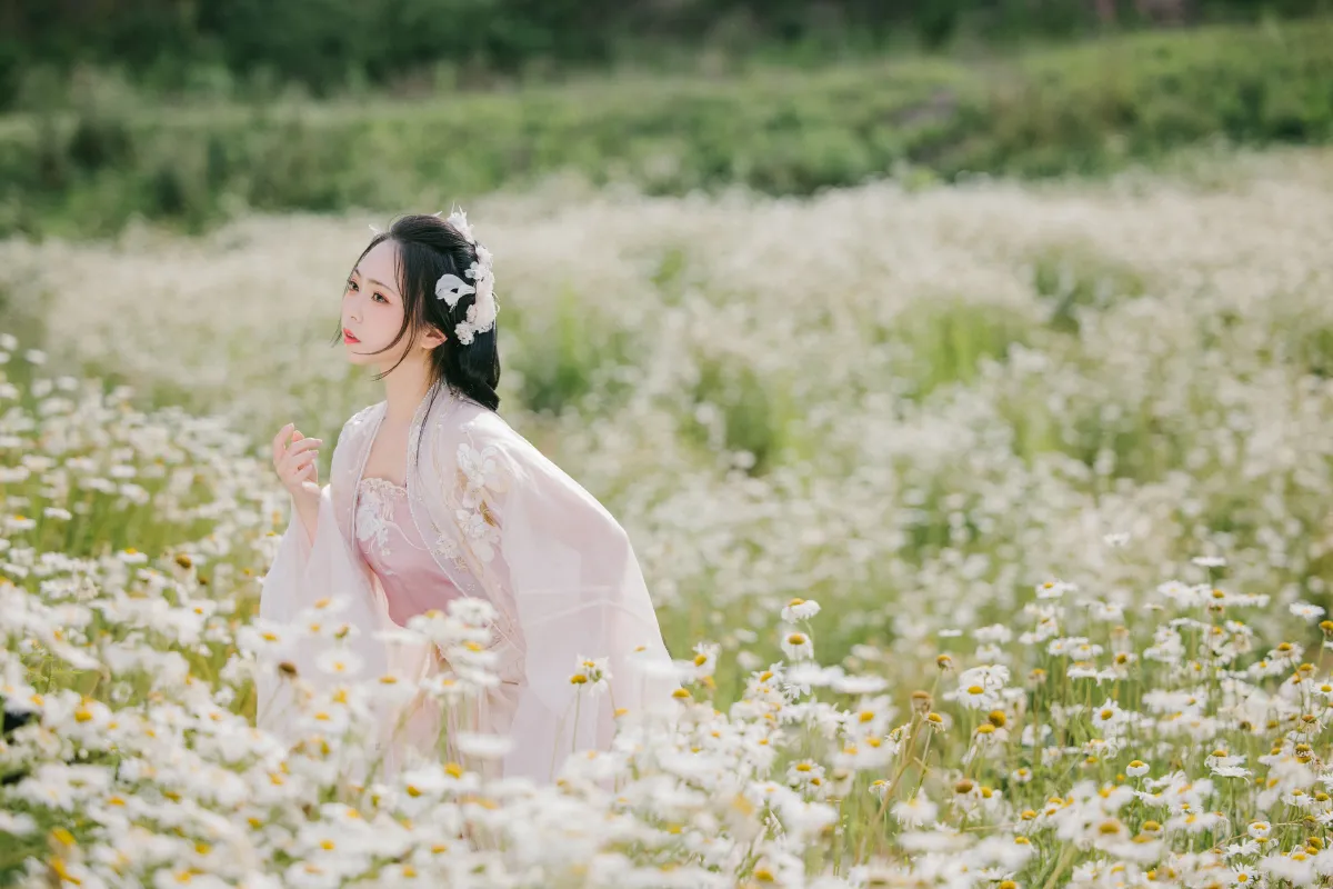 雏菊花海3