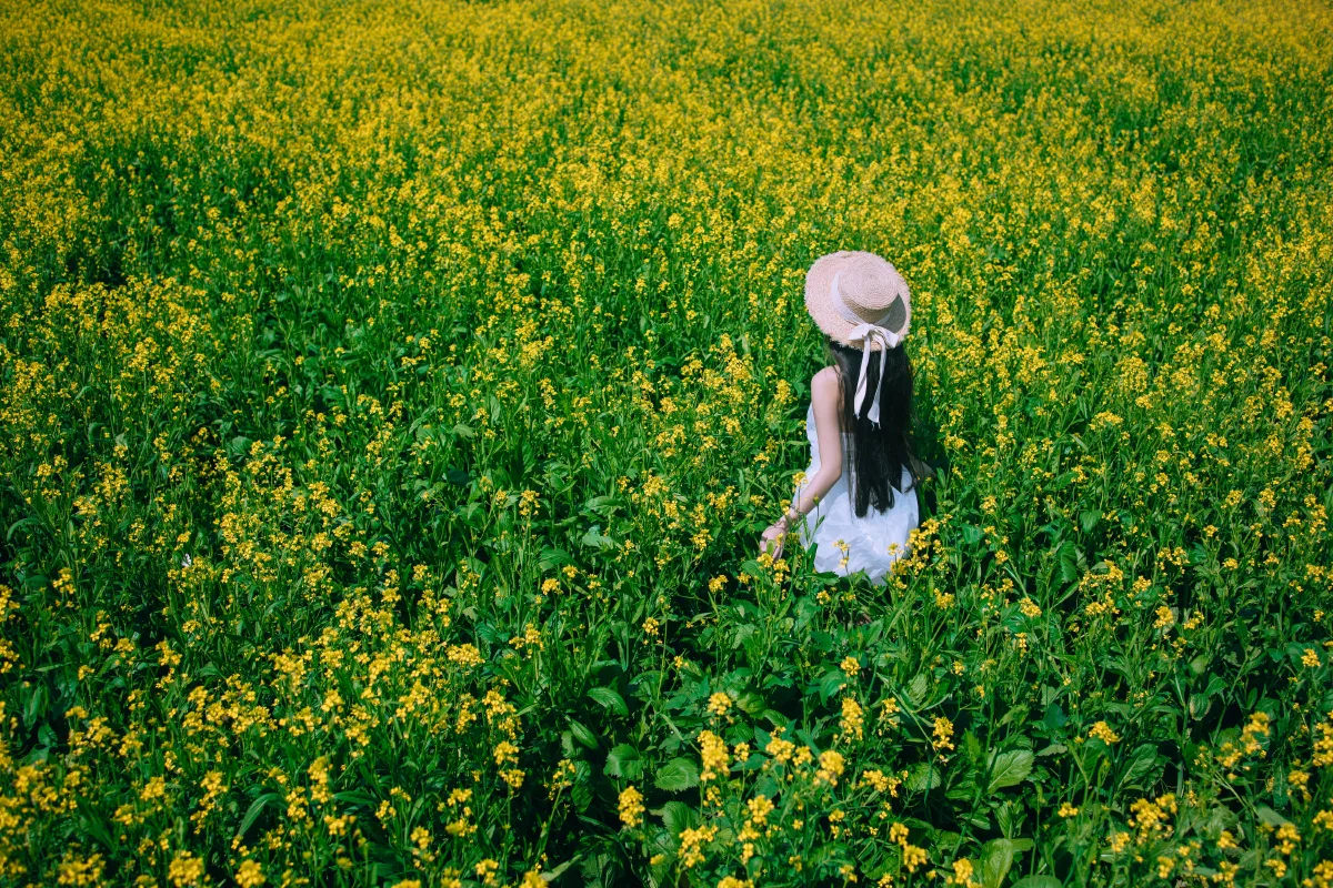 少女油菜花写真2