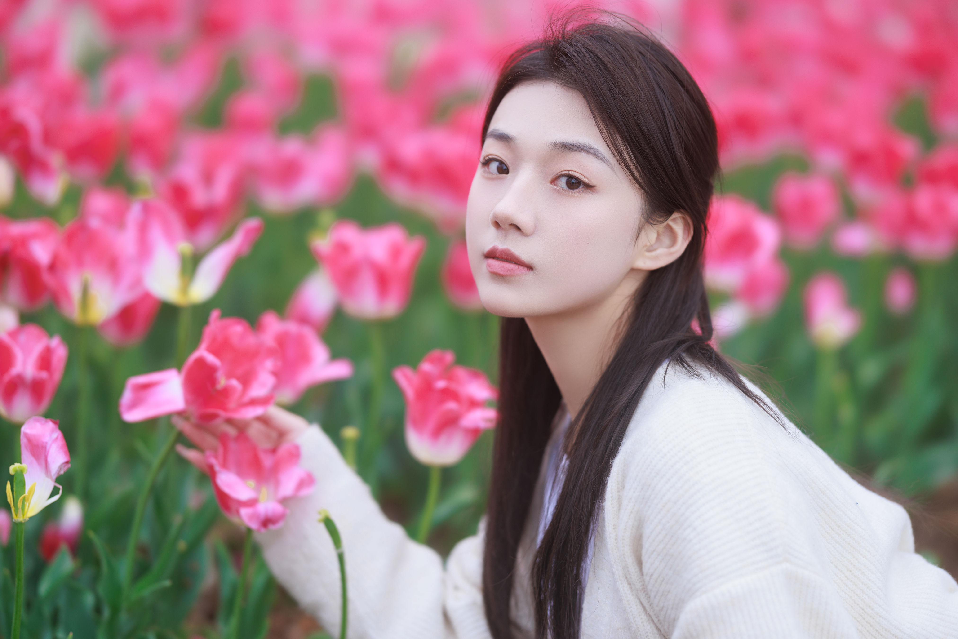 郁金香拍照