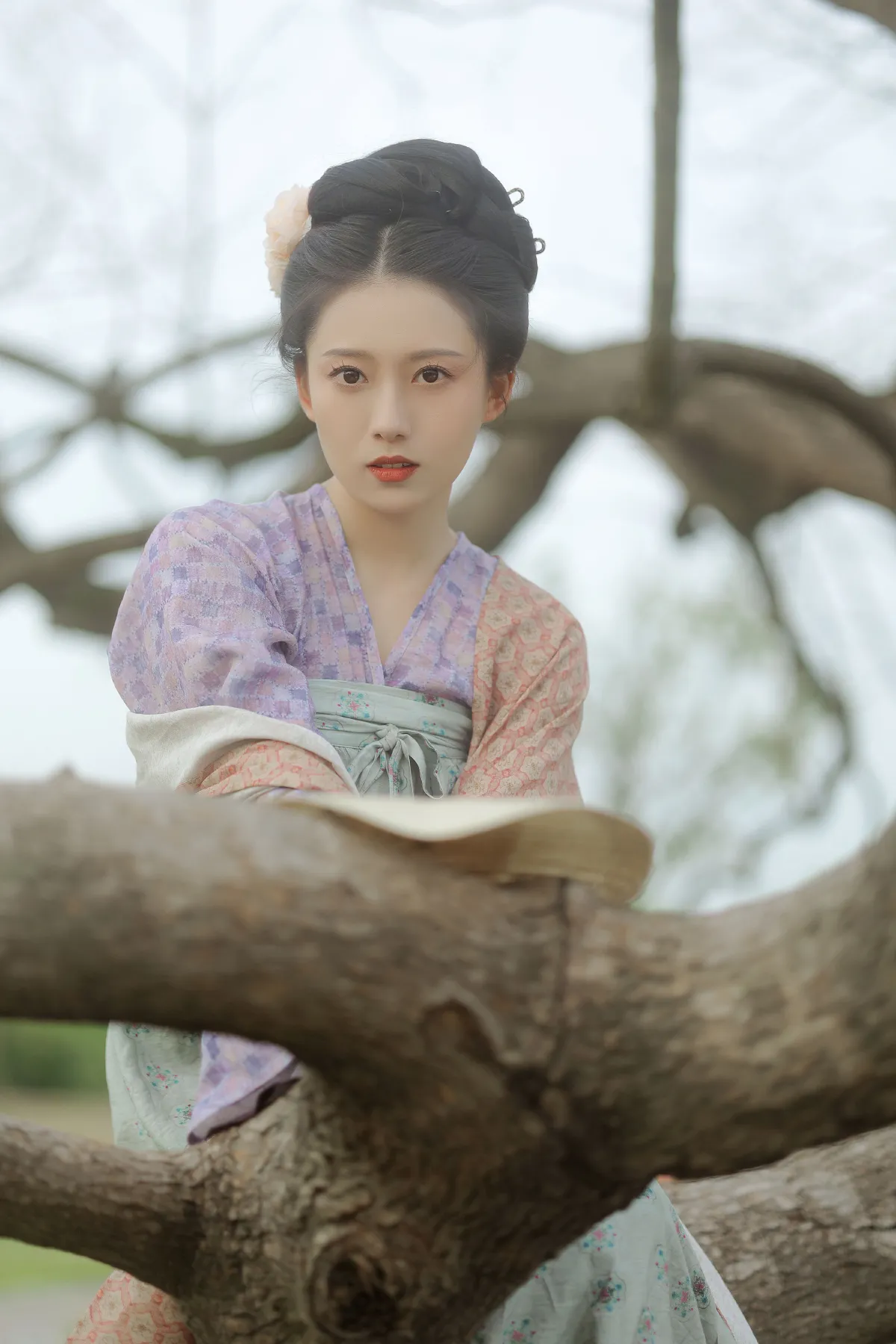 小雏菊
