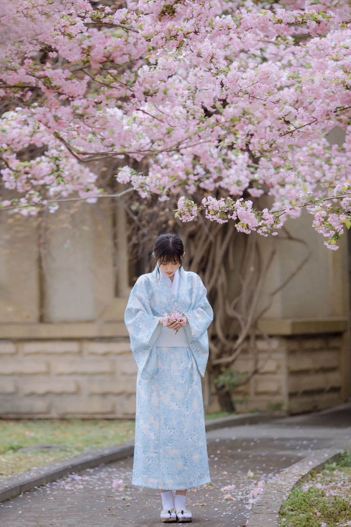 三月季