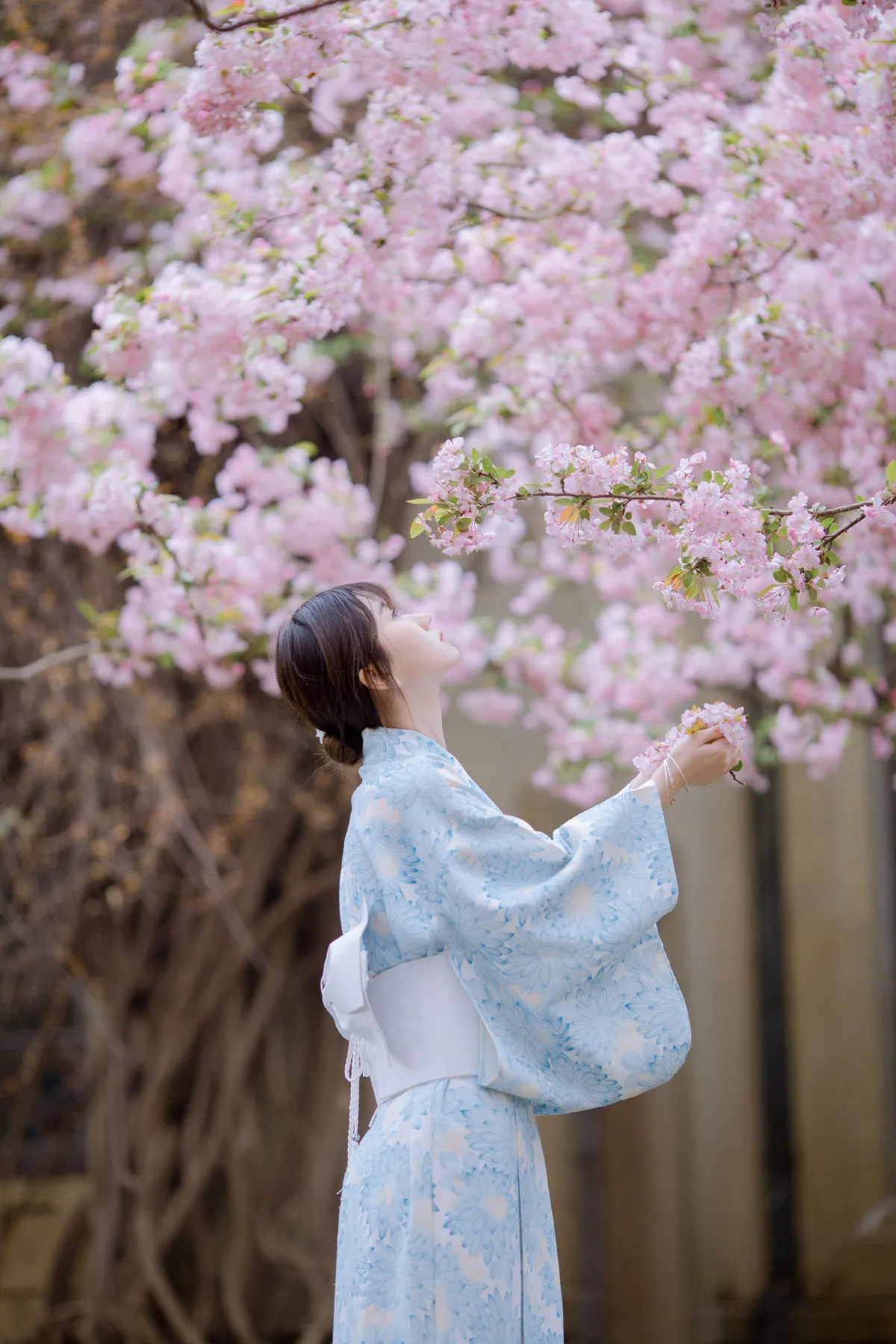 三月季