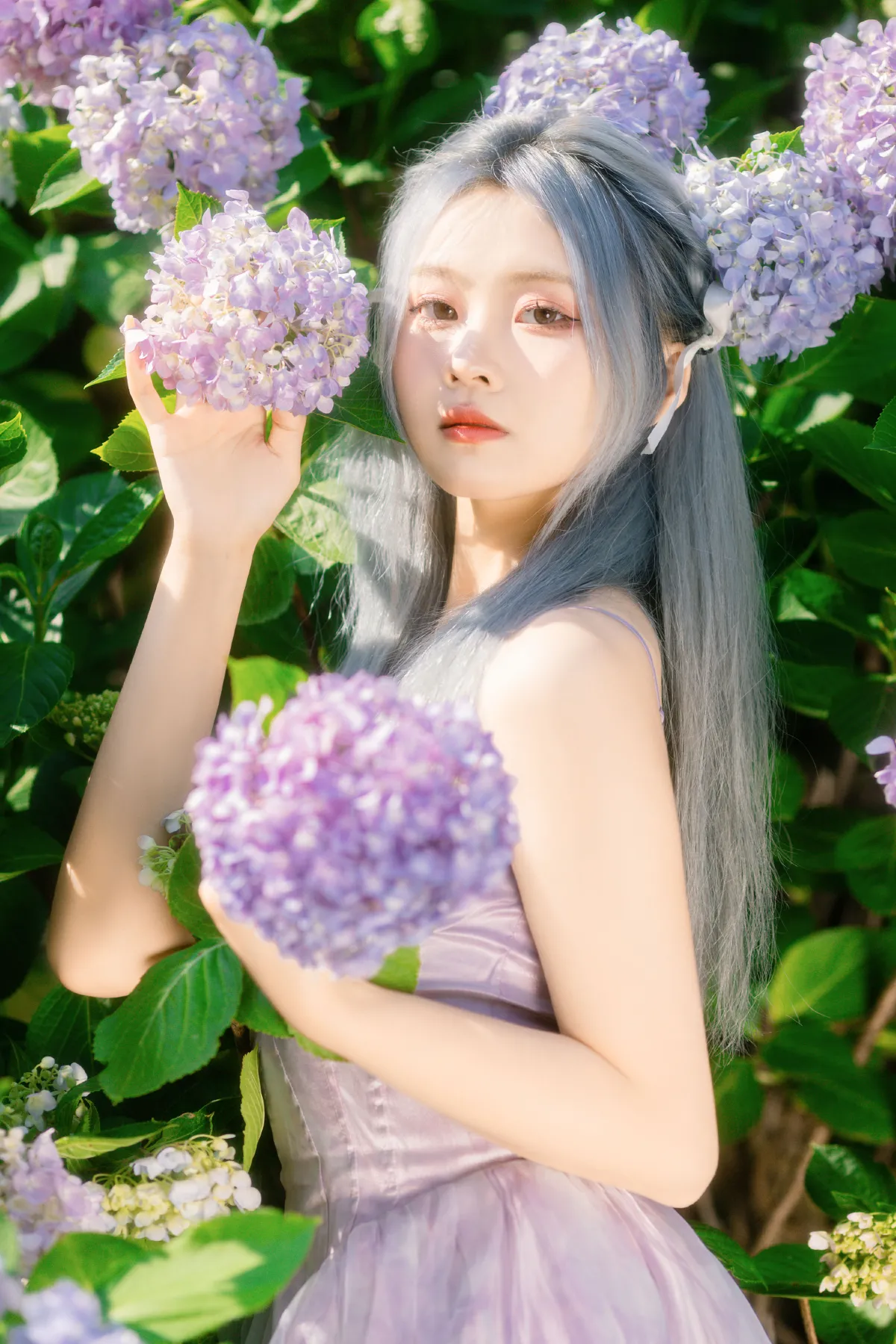 木绣球1