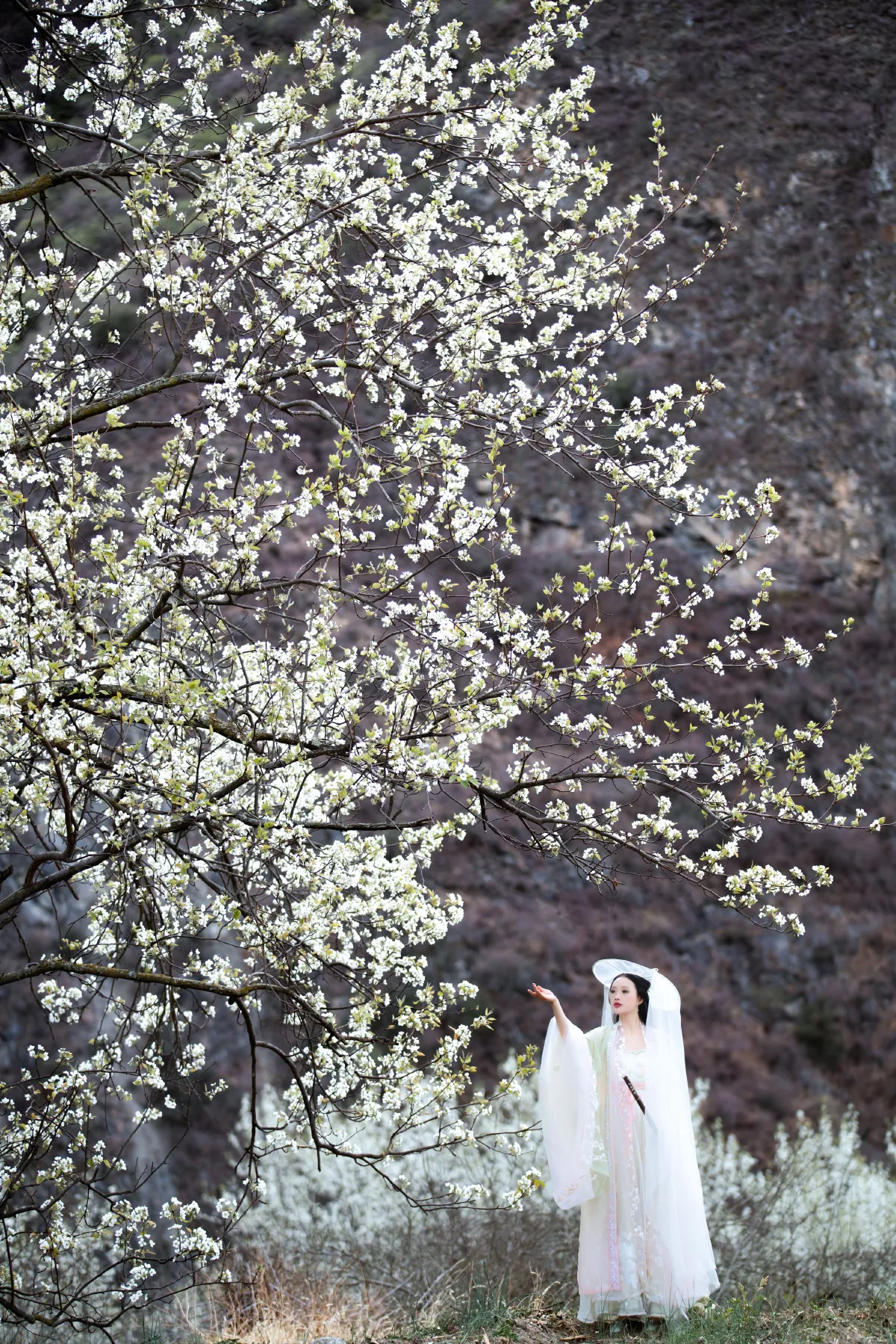 摄影师不可说_薇薇《梨花意》美图作品图片4