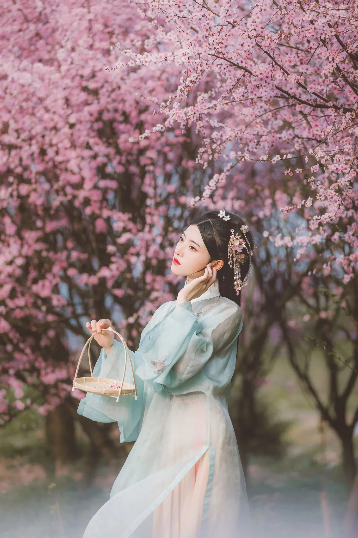 美人梅