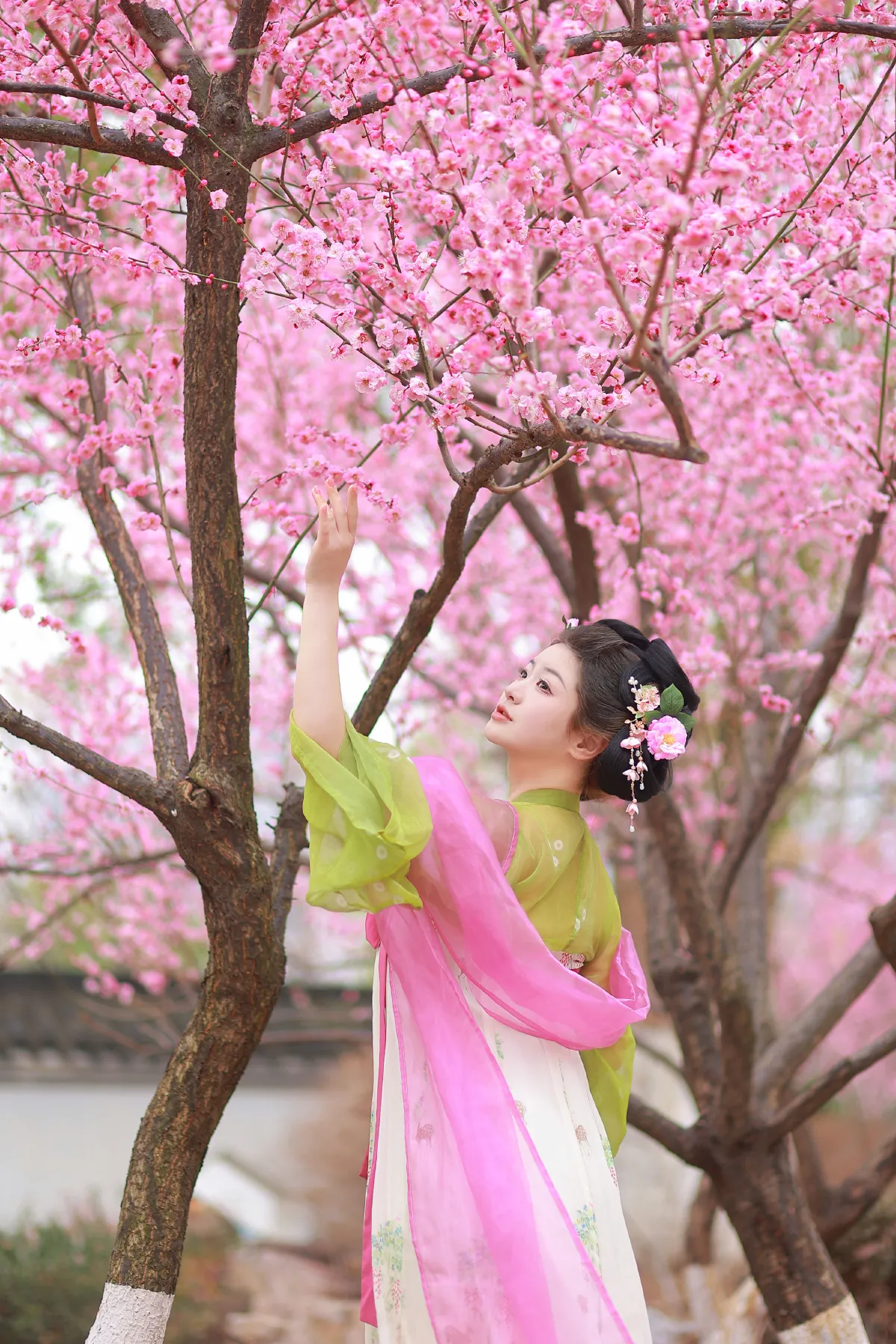 赏梅2