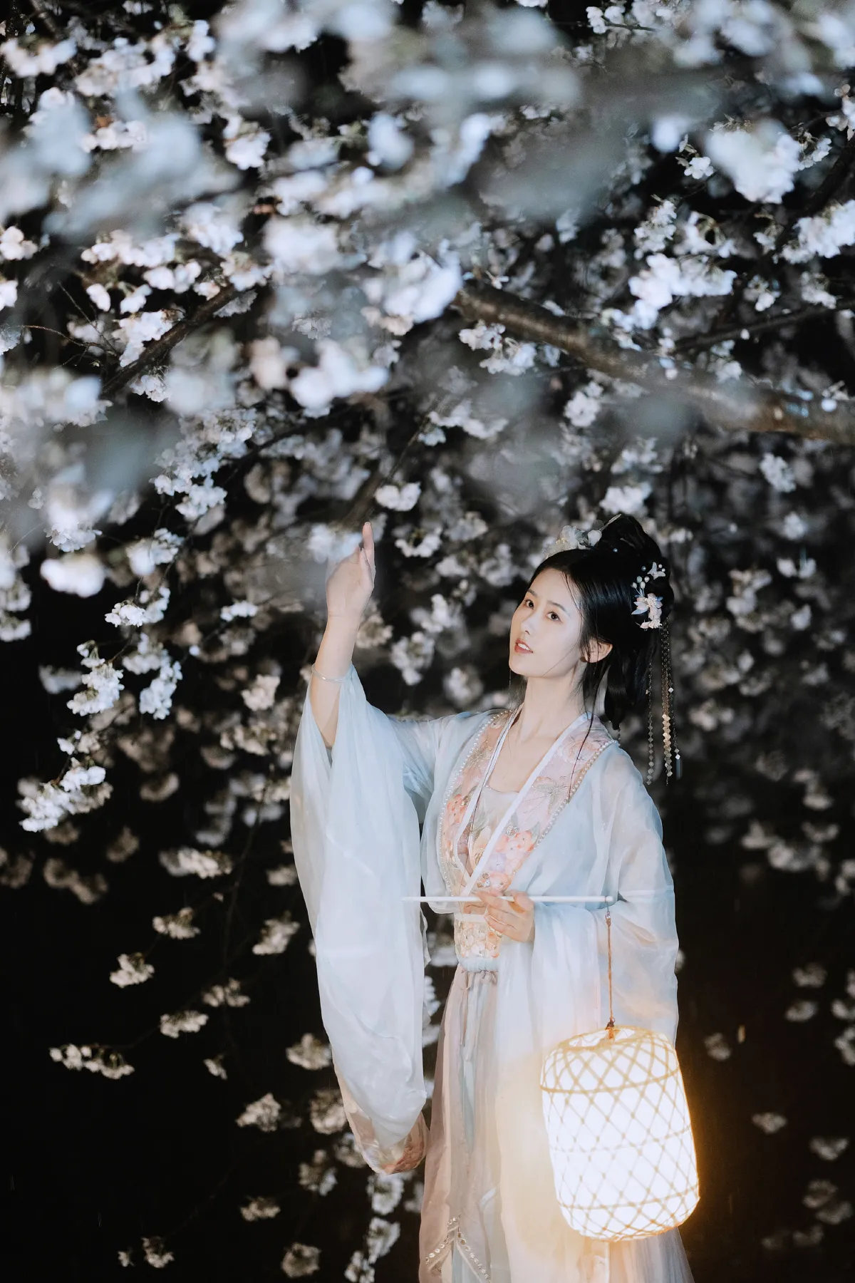 夜雨赏樱