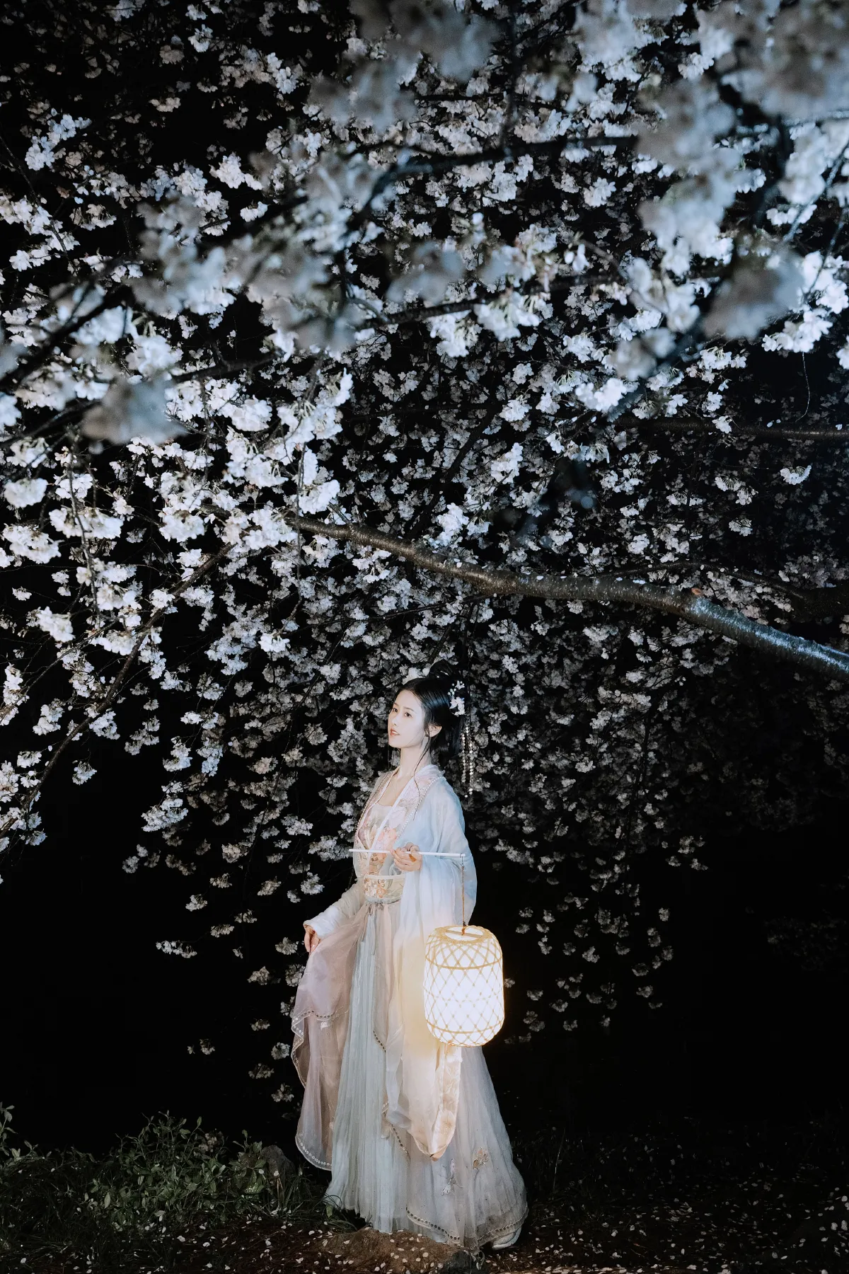 夜雨赏樱