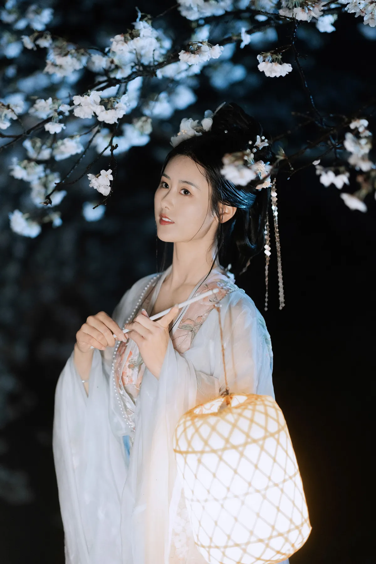 夜雨赏樱