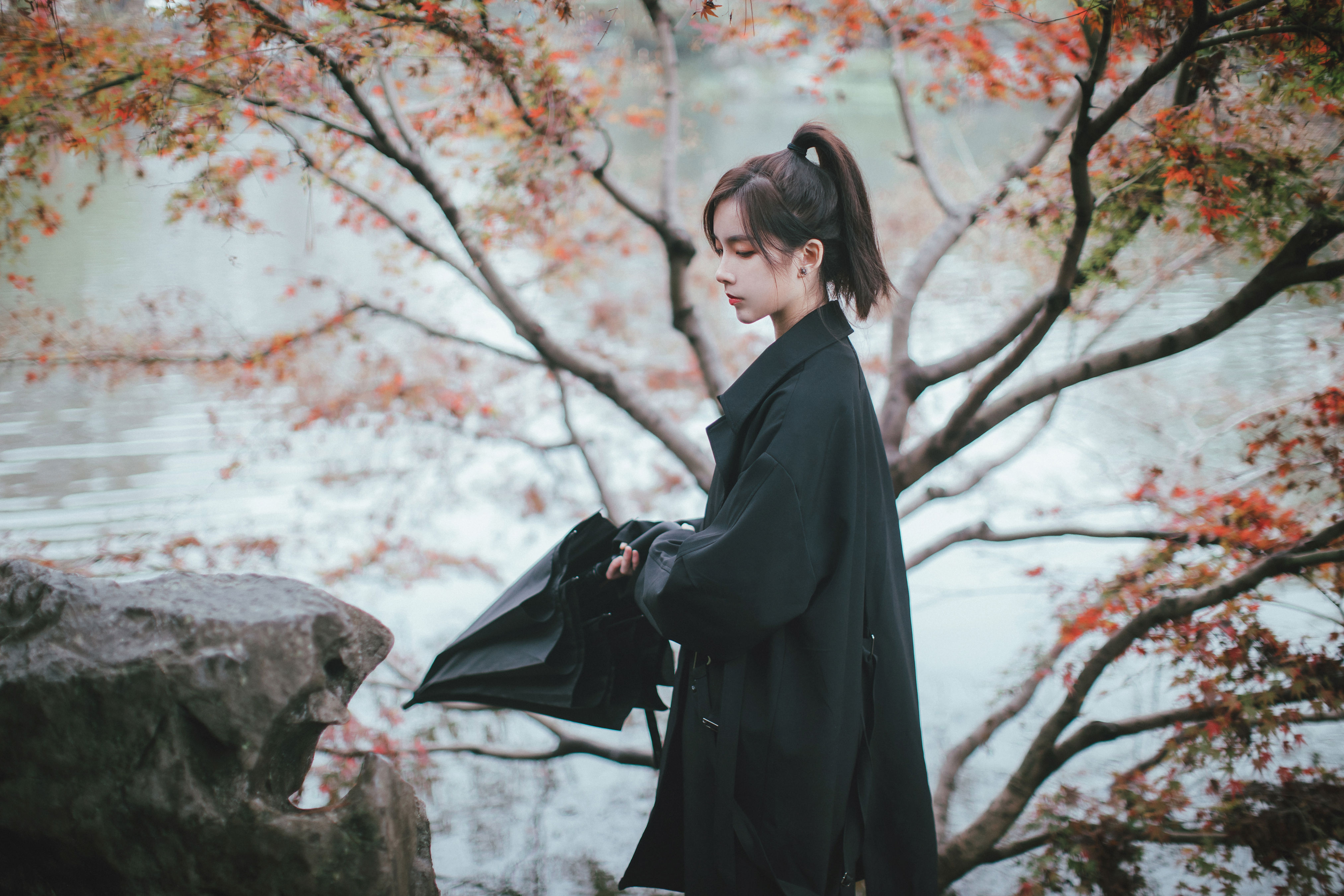 枫