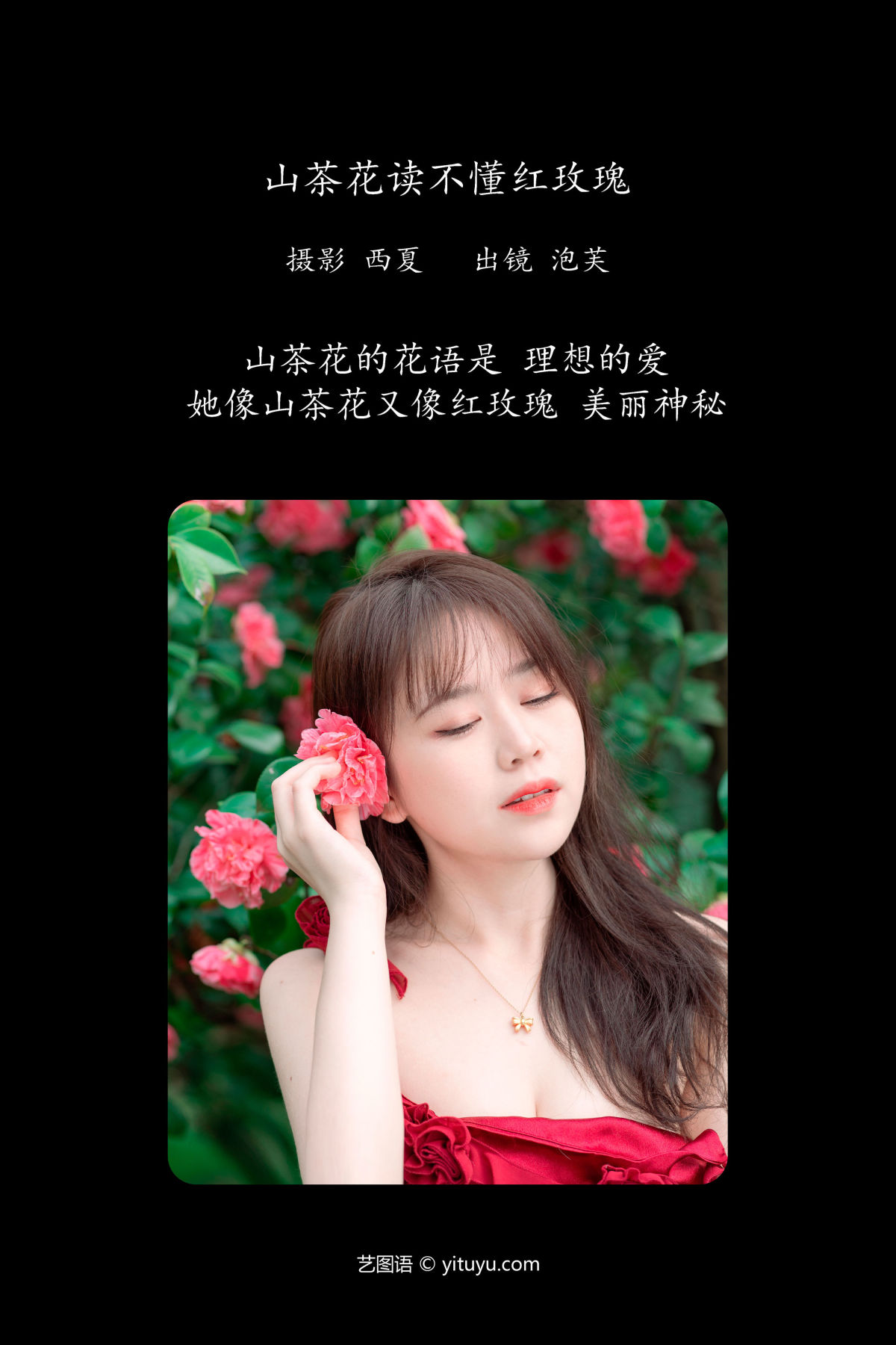 西夏_泡芙小方《山茶花读不懂红玫瑰》美图作品图片2