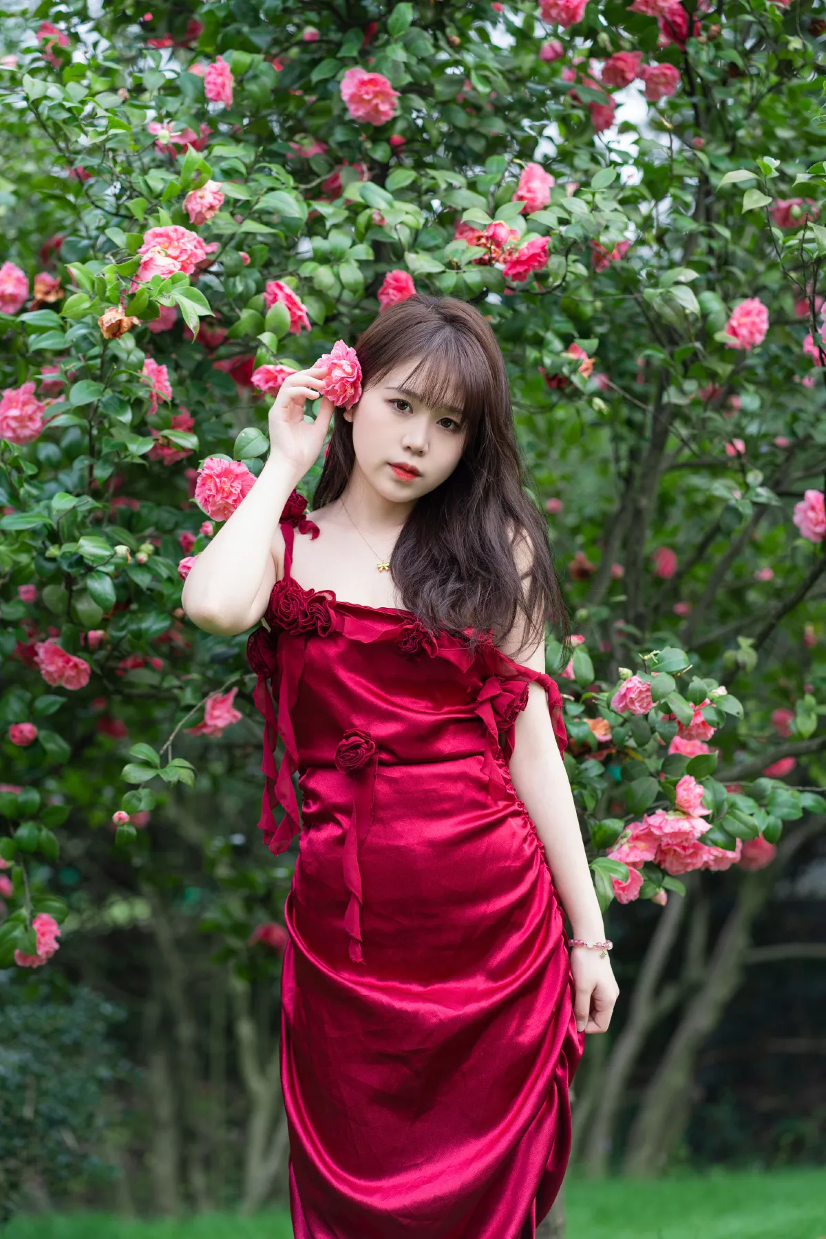 山茶花读不懂红玫瑰2