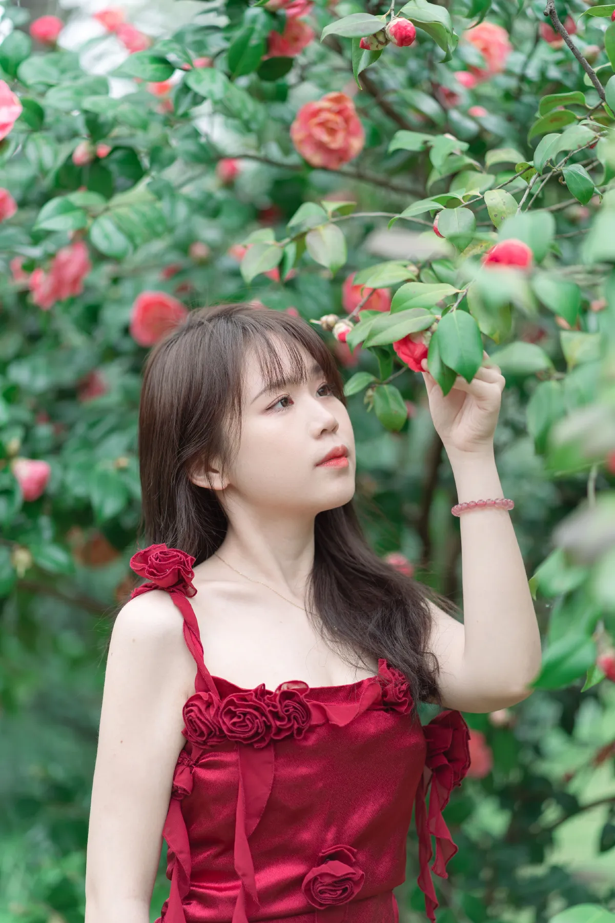 山茶花读不懂红玫瑰3