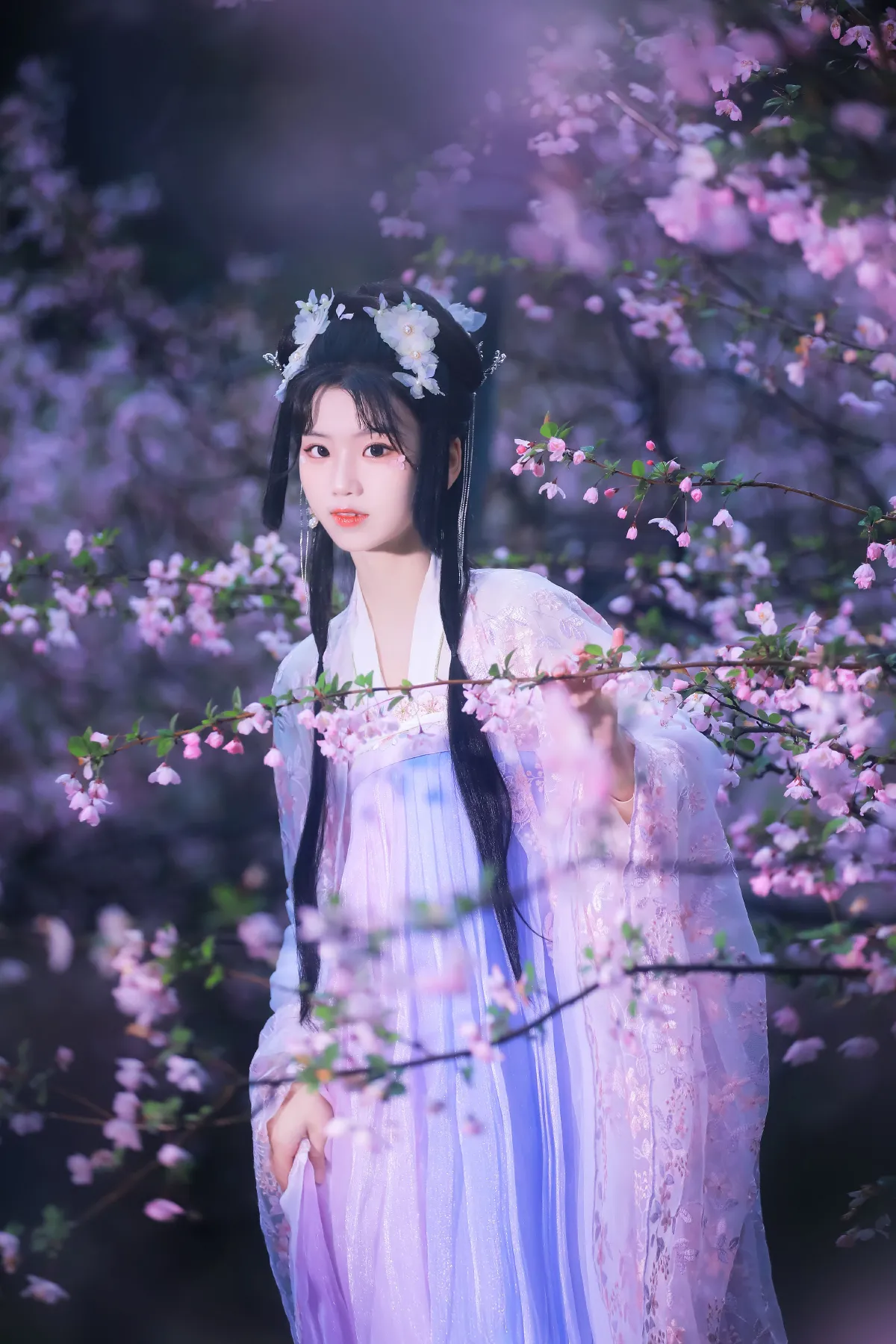 海棠依旧1