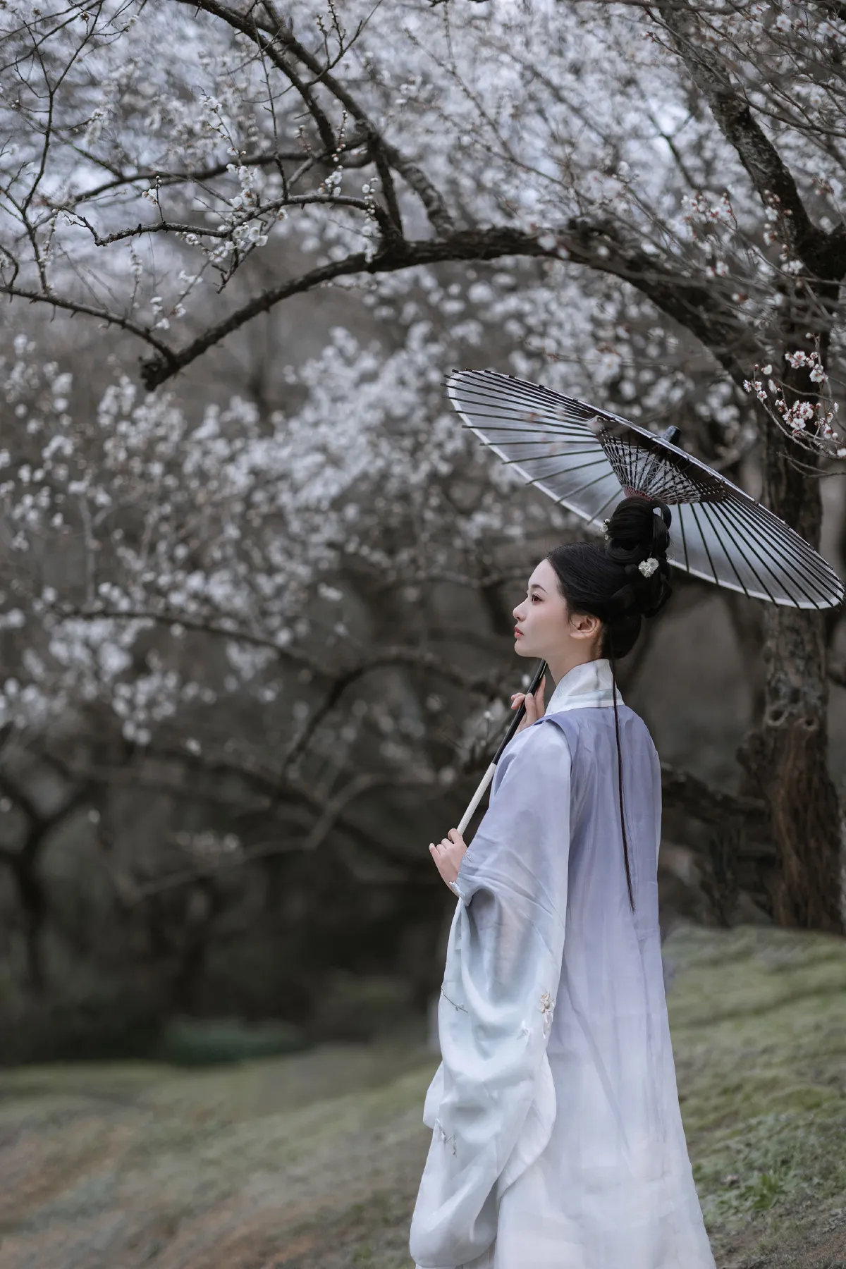 问梅