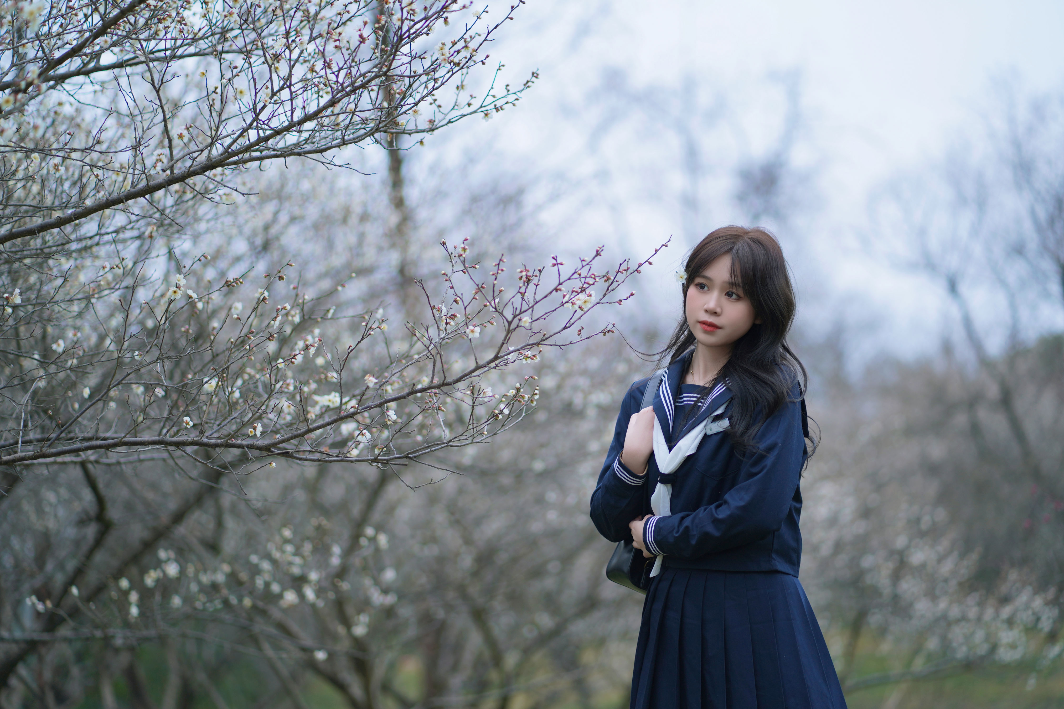 梅花树下