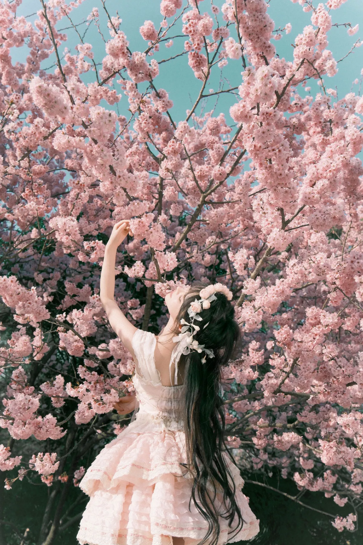 樱花少女梦