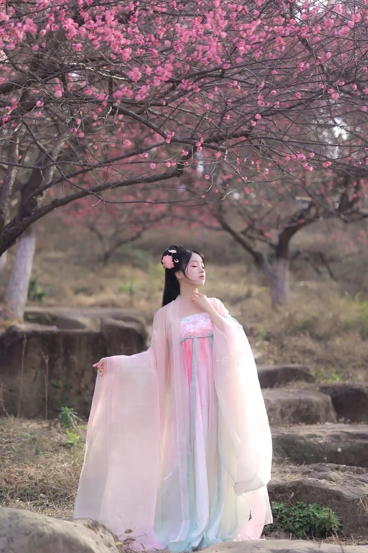 春樱