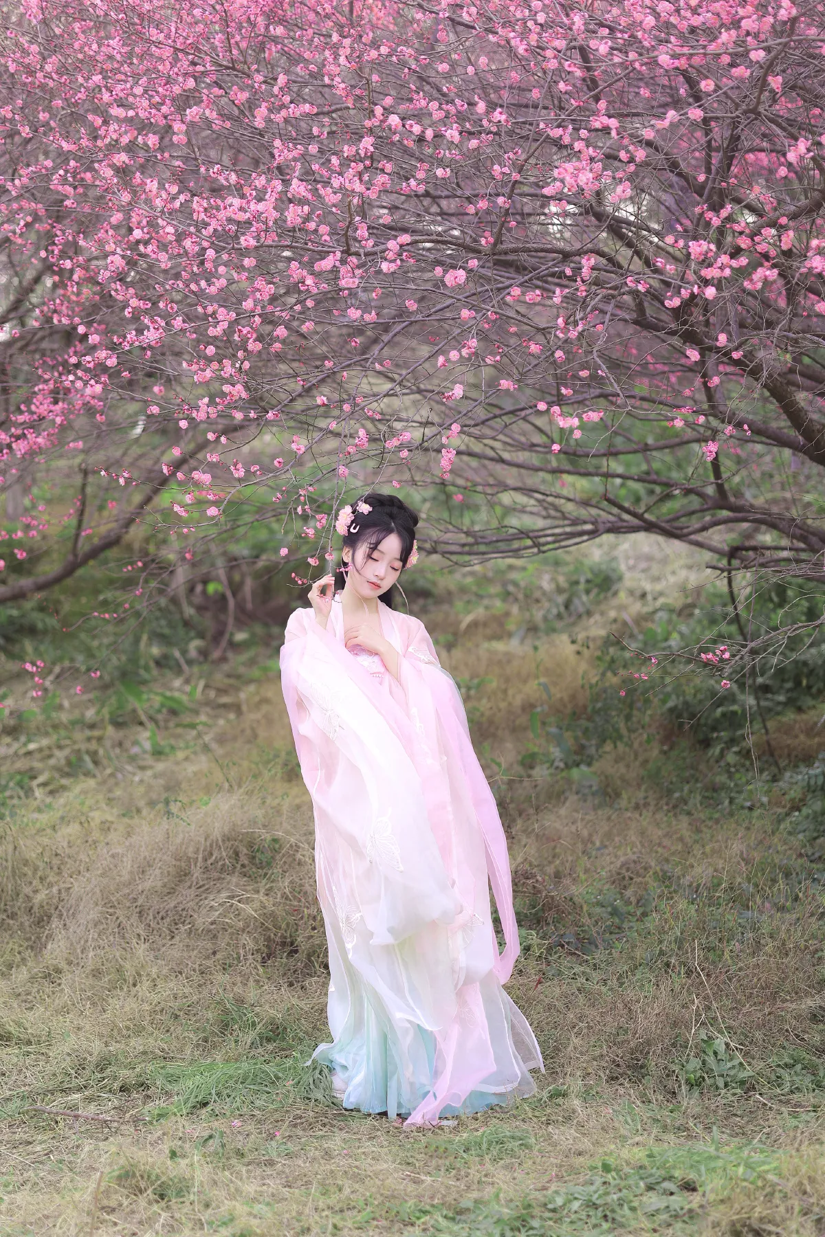 春樱