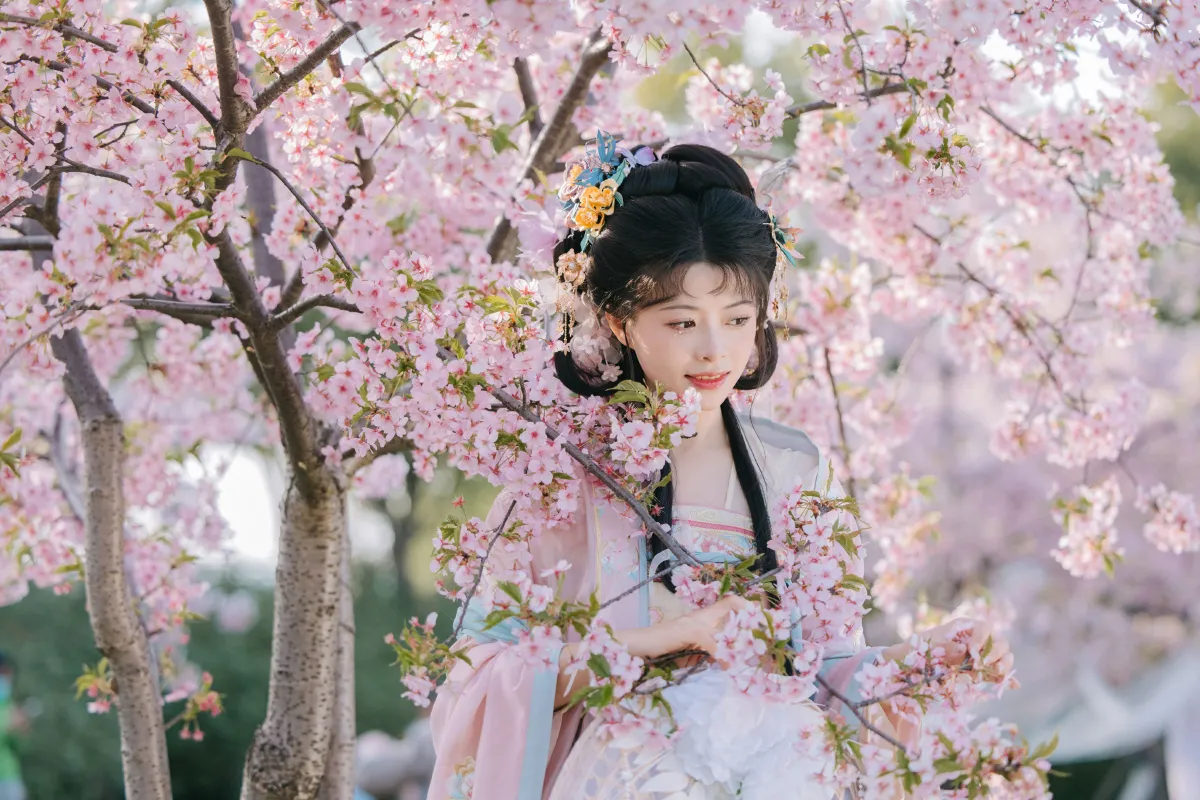 樱花雨