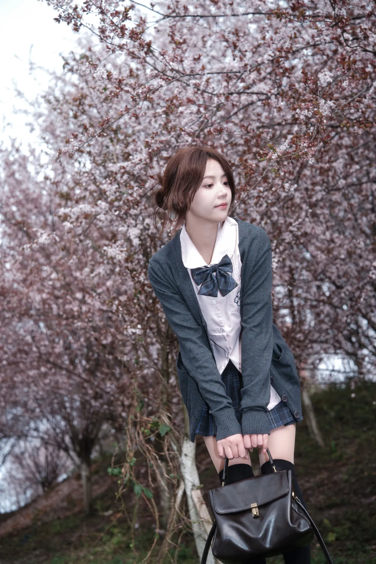 紫叶李jk