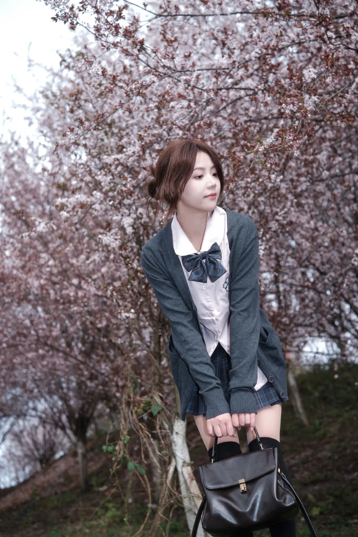 紫叶李jk1