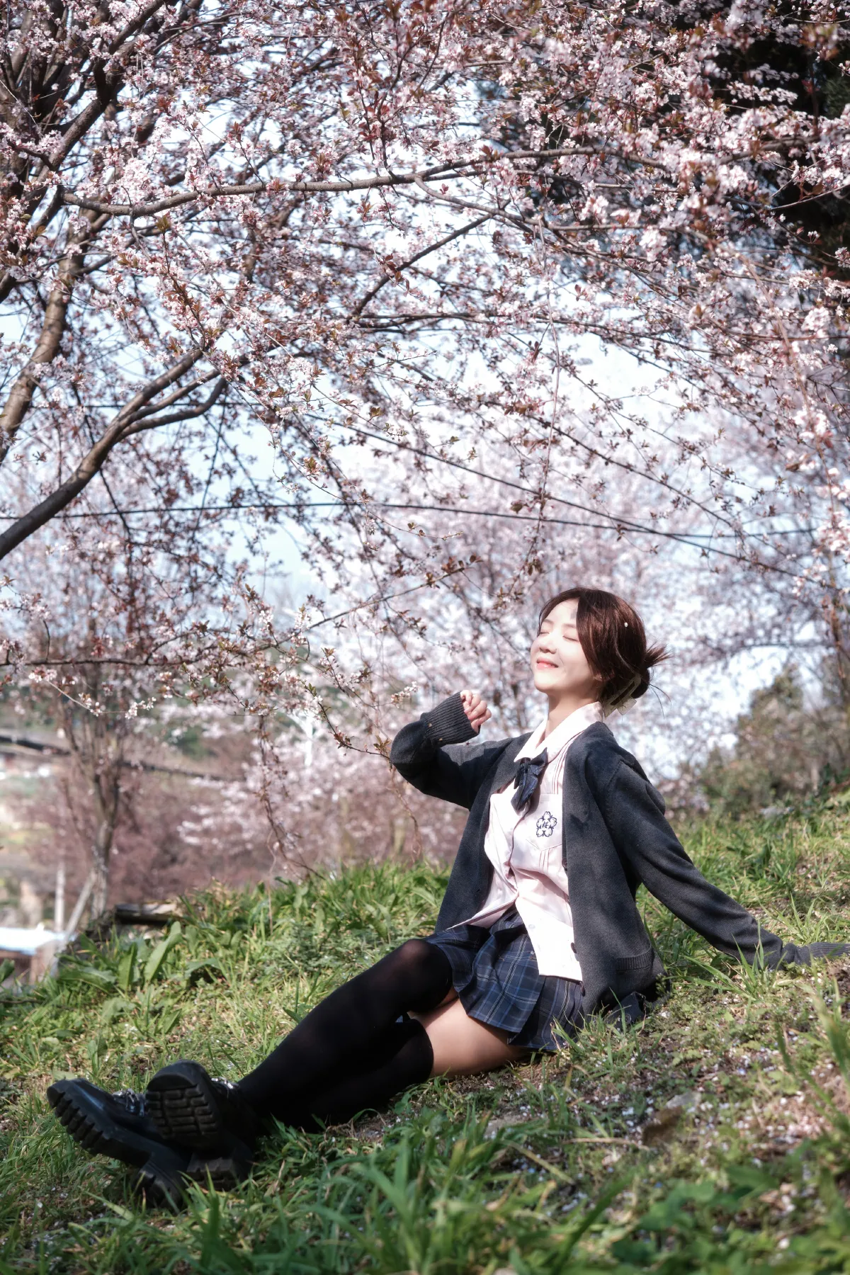 紫叶李jk