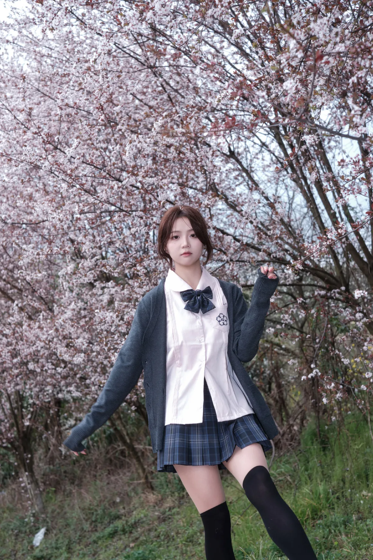 紫叶李jk