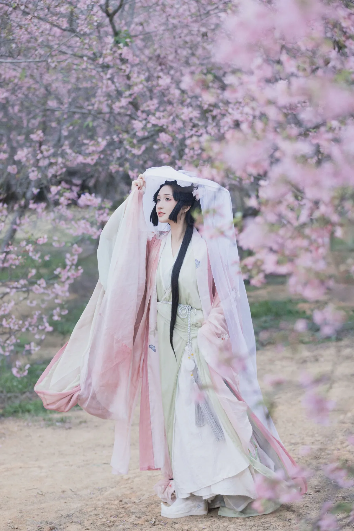 落樱1