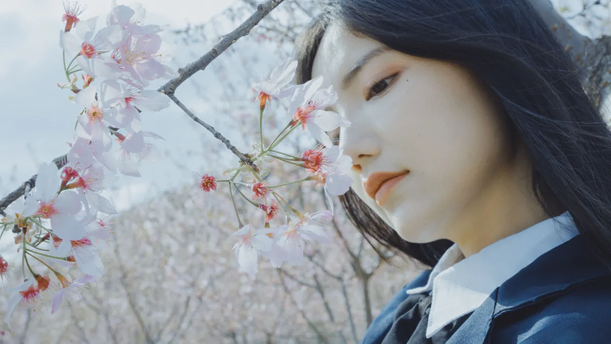 樱花已开2