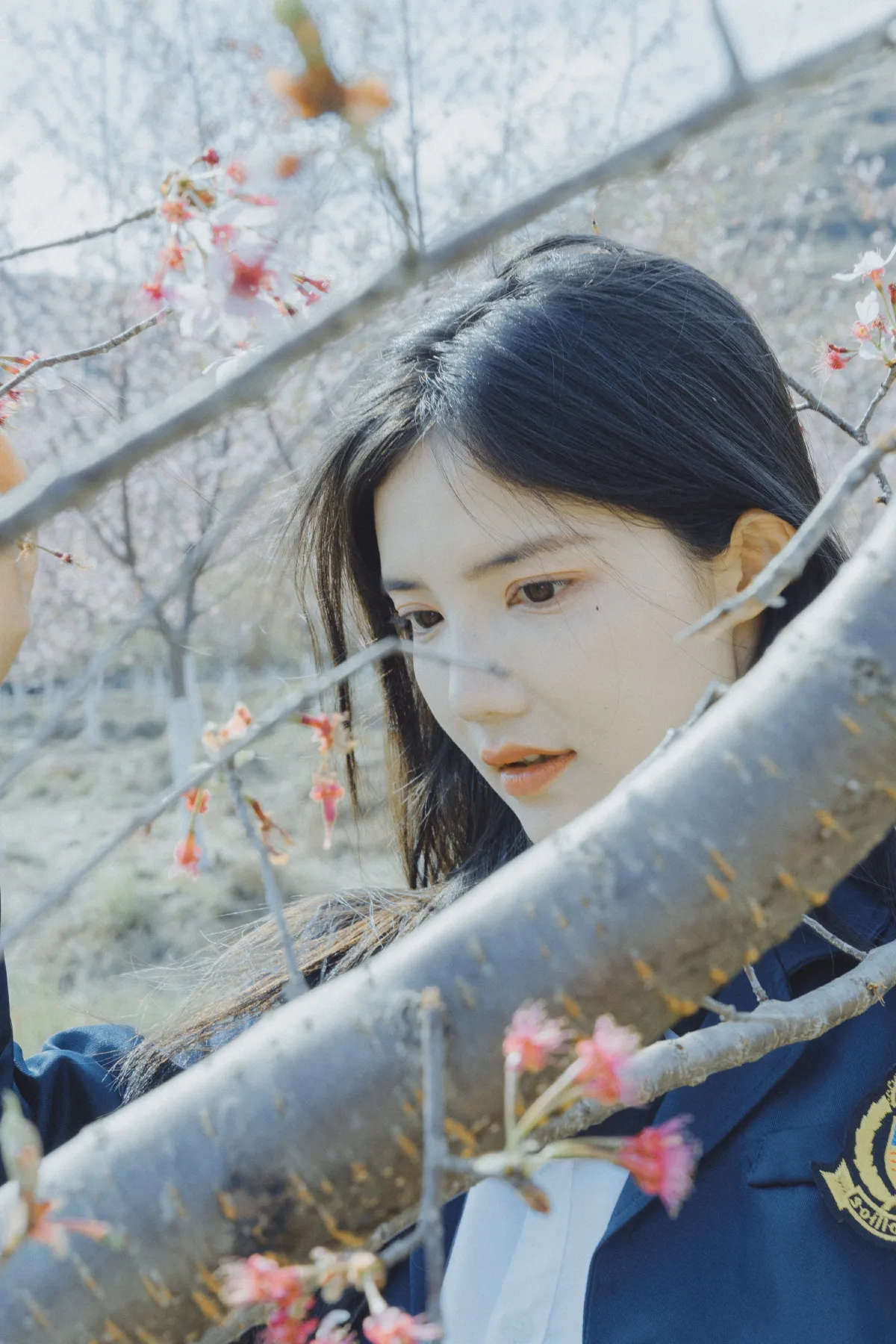樱花已开3