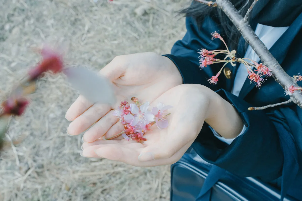 樱花已开