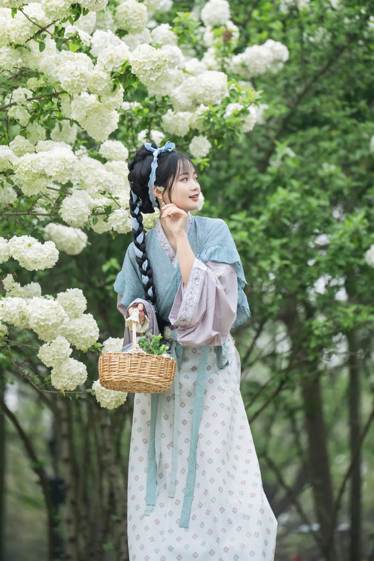 中华木绣球