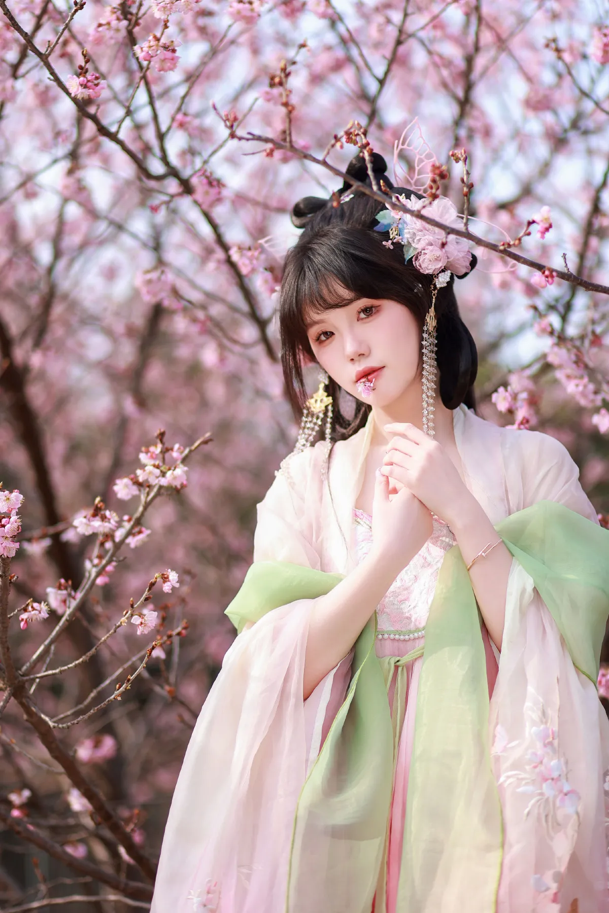 春樱3